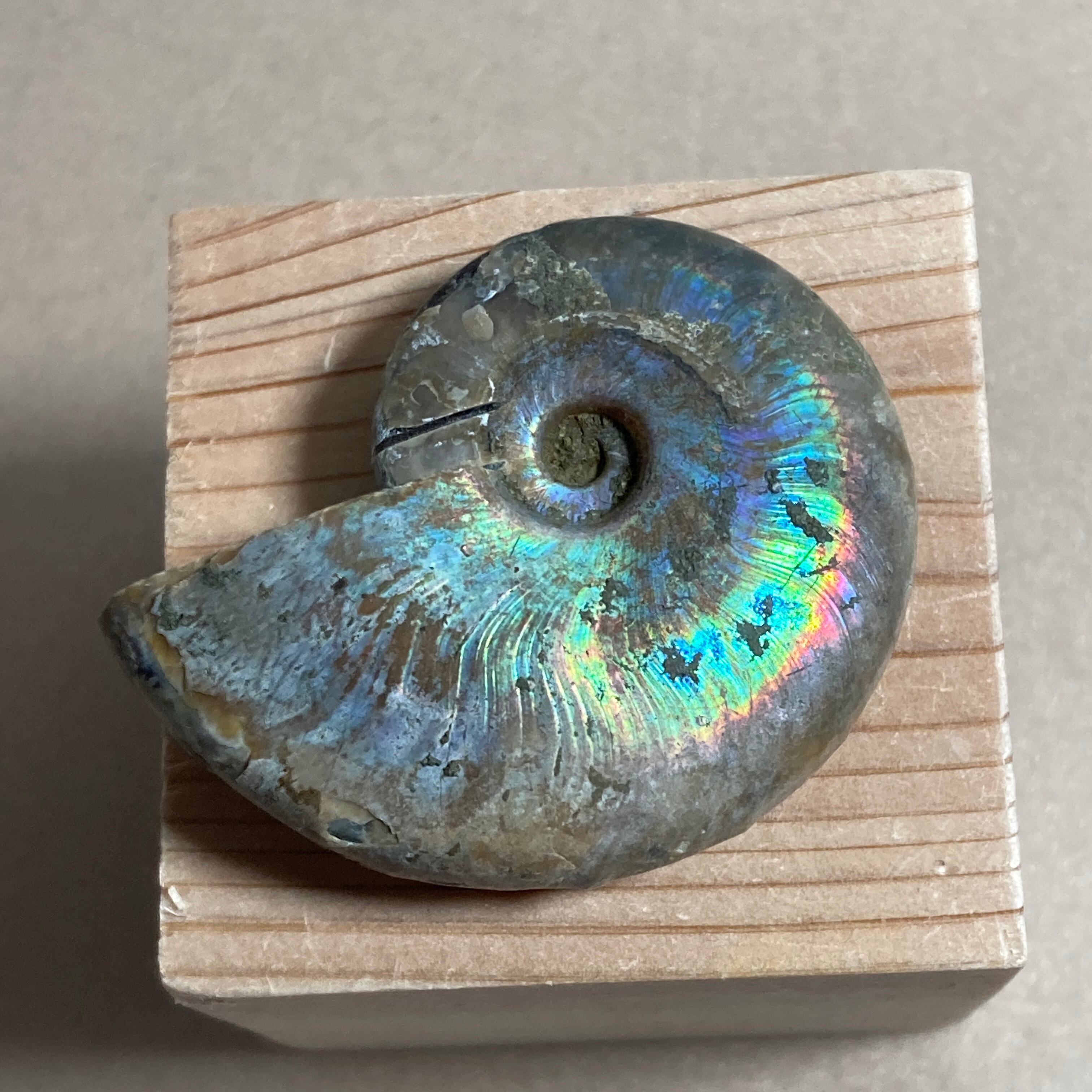アンモナイト化石 ④中生代 両面虹色反射あります | Hanamomo-stone