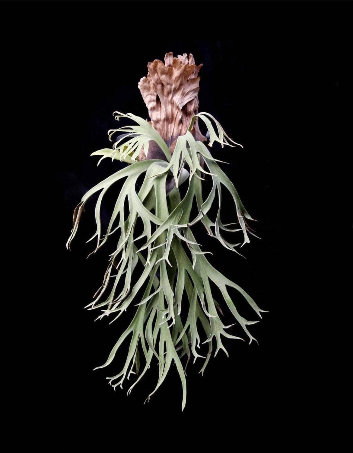 P. veitchii Lisa x P. willinckii Yellow Moon (spores) 【artPLANTs