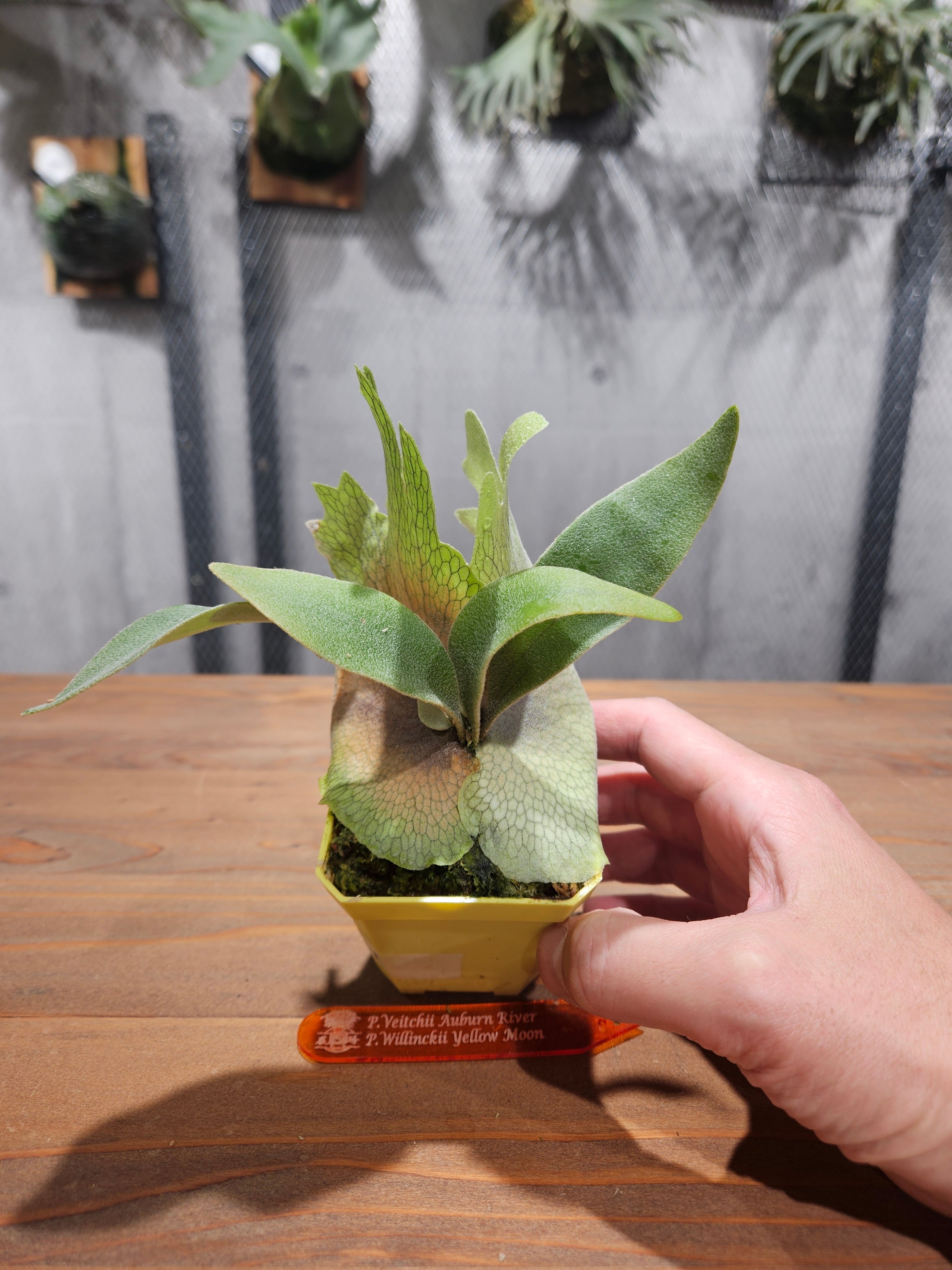 P.veitchii Auburn River × P.willinckii Yellow Moon Sporelings