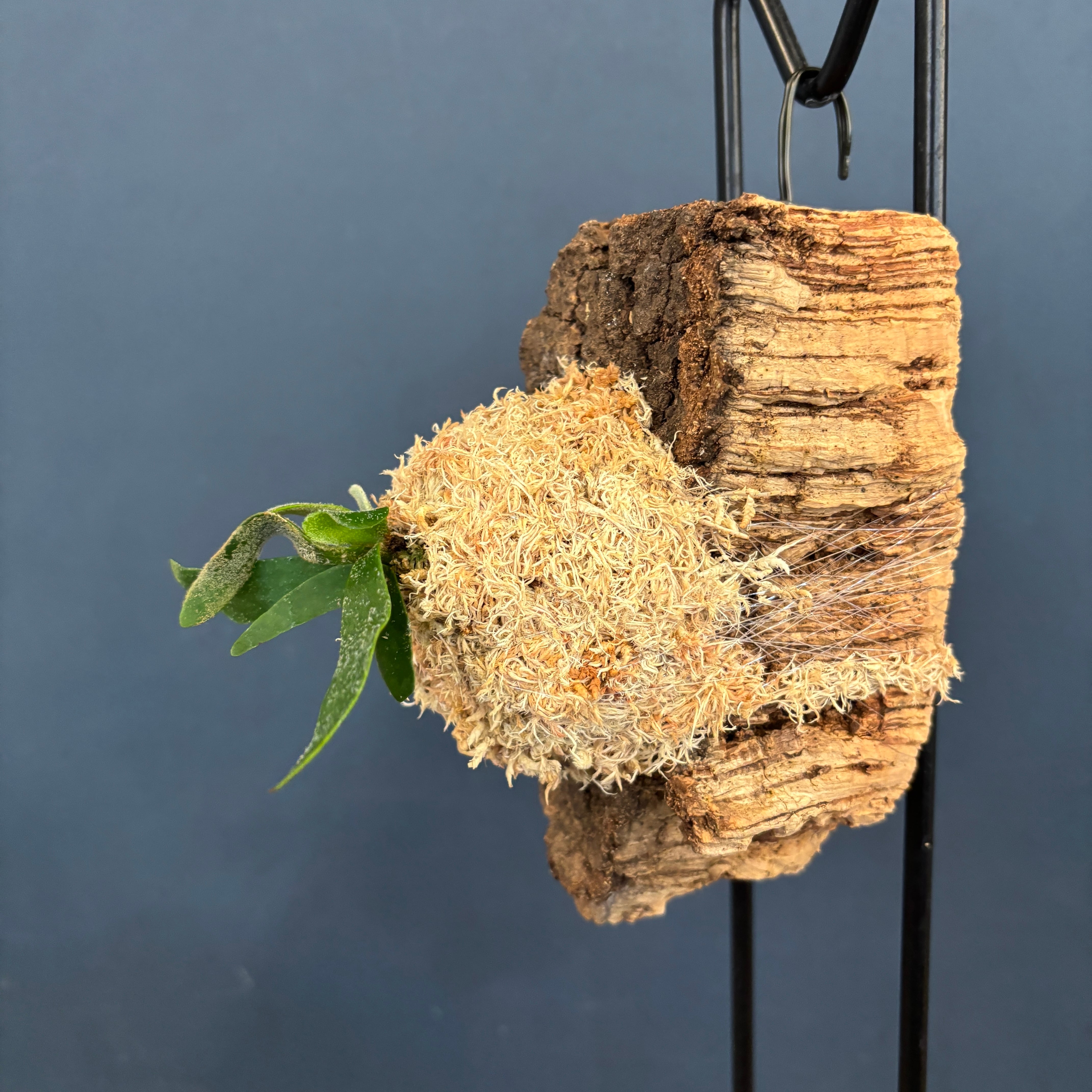 ビカクシダ バクテリア P. willinckii 'Bacteria' spore コルク仕立て