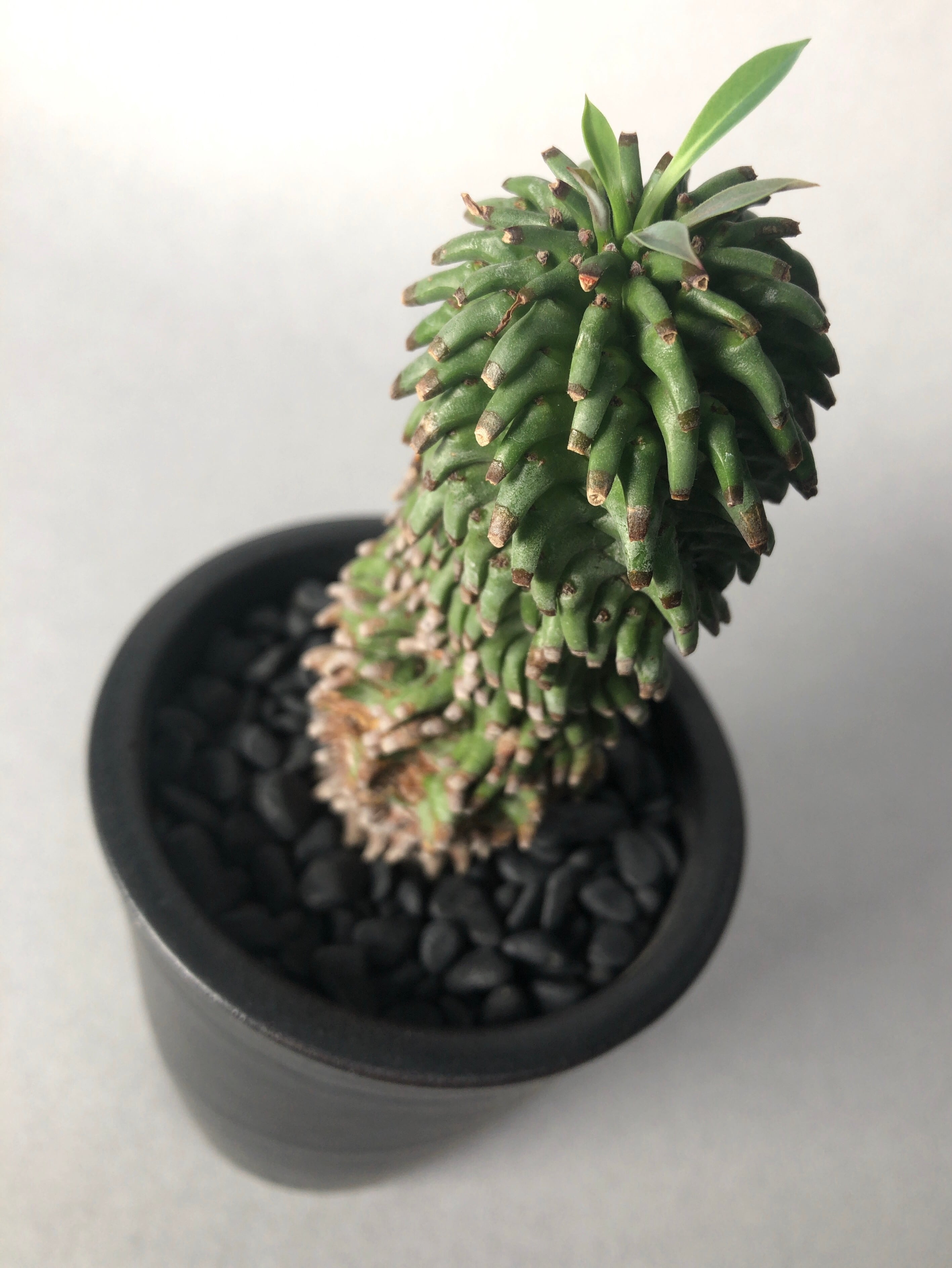 c1de103dc4ca647b0e5c271961e151