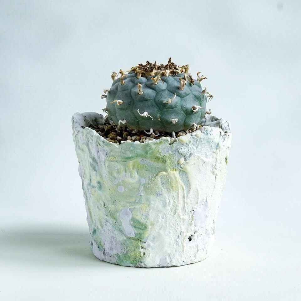 ロフォフォラ属烏羽玉 | labroto