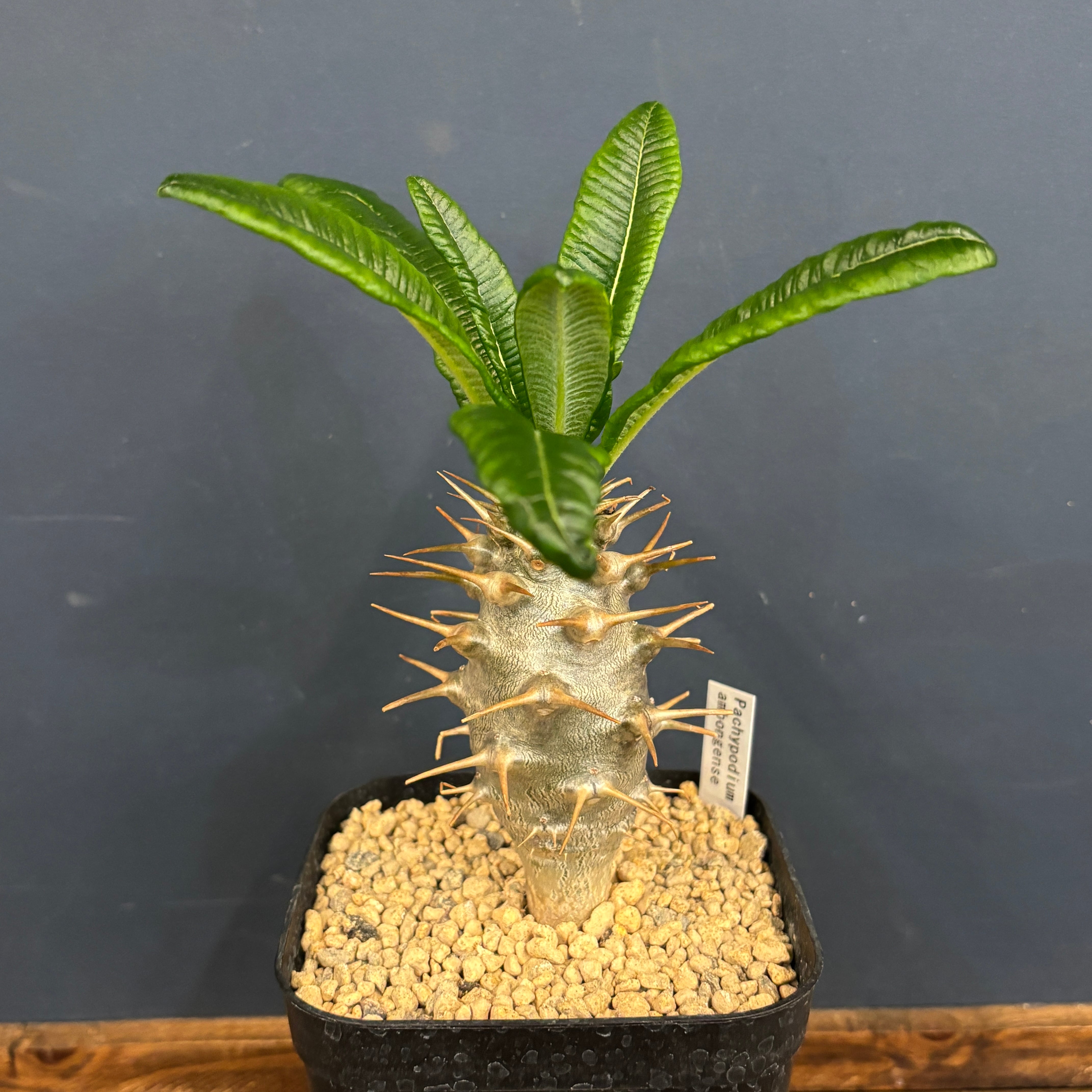 クリアランス】パキポディウム アンボンゲンセ【304】 | PROTOLEAF