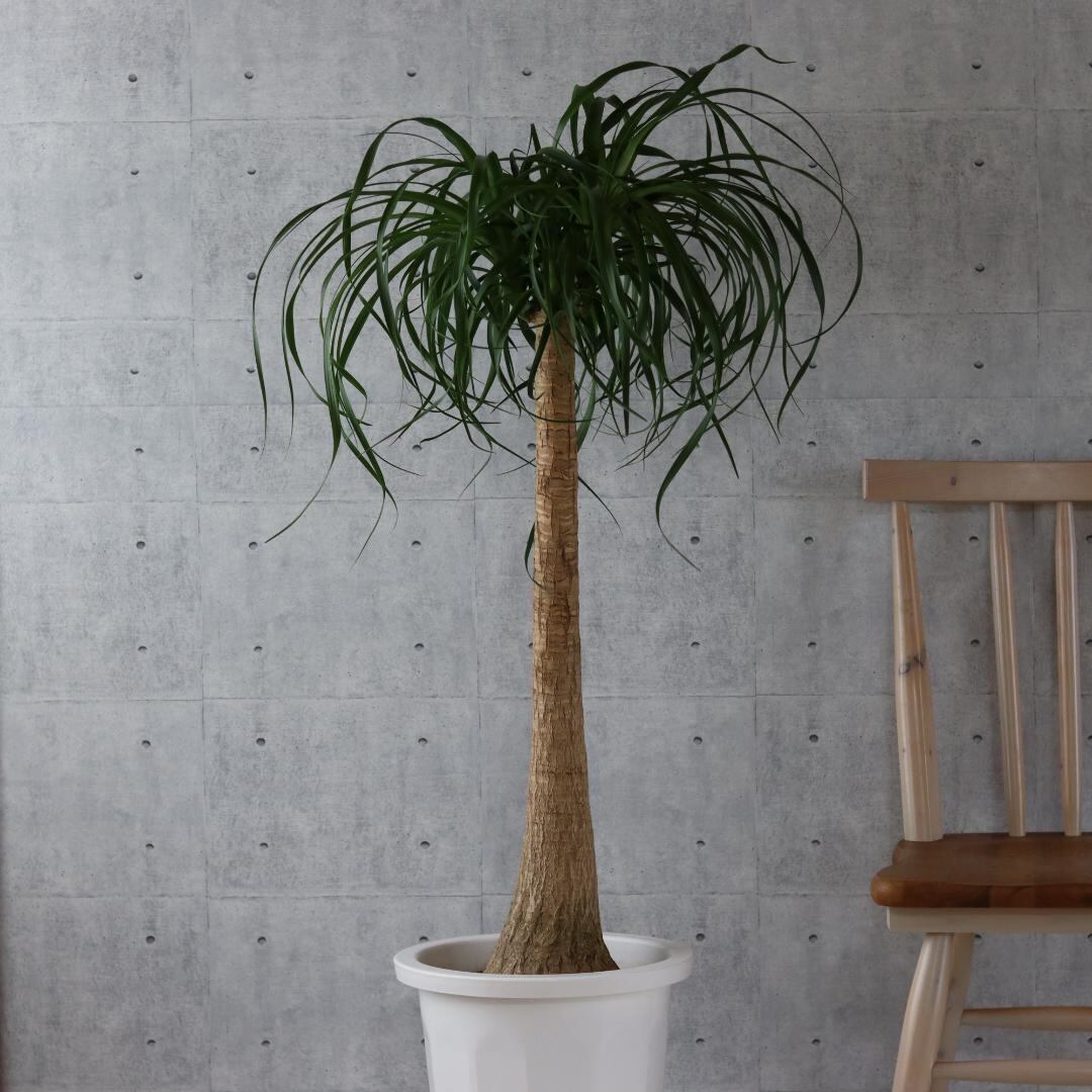 希少美形 120cm 】トックリラン ポニーテール ノリナ 観葉植物 大型