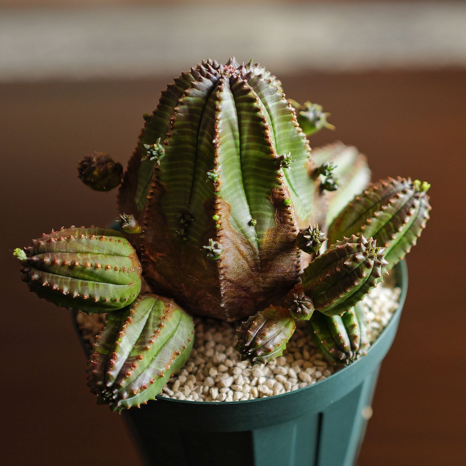 オベサ 大株 ユーフォルビア 【公式通販】