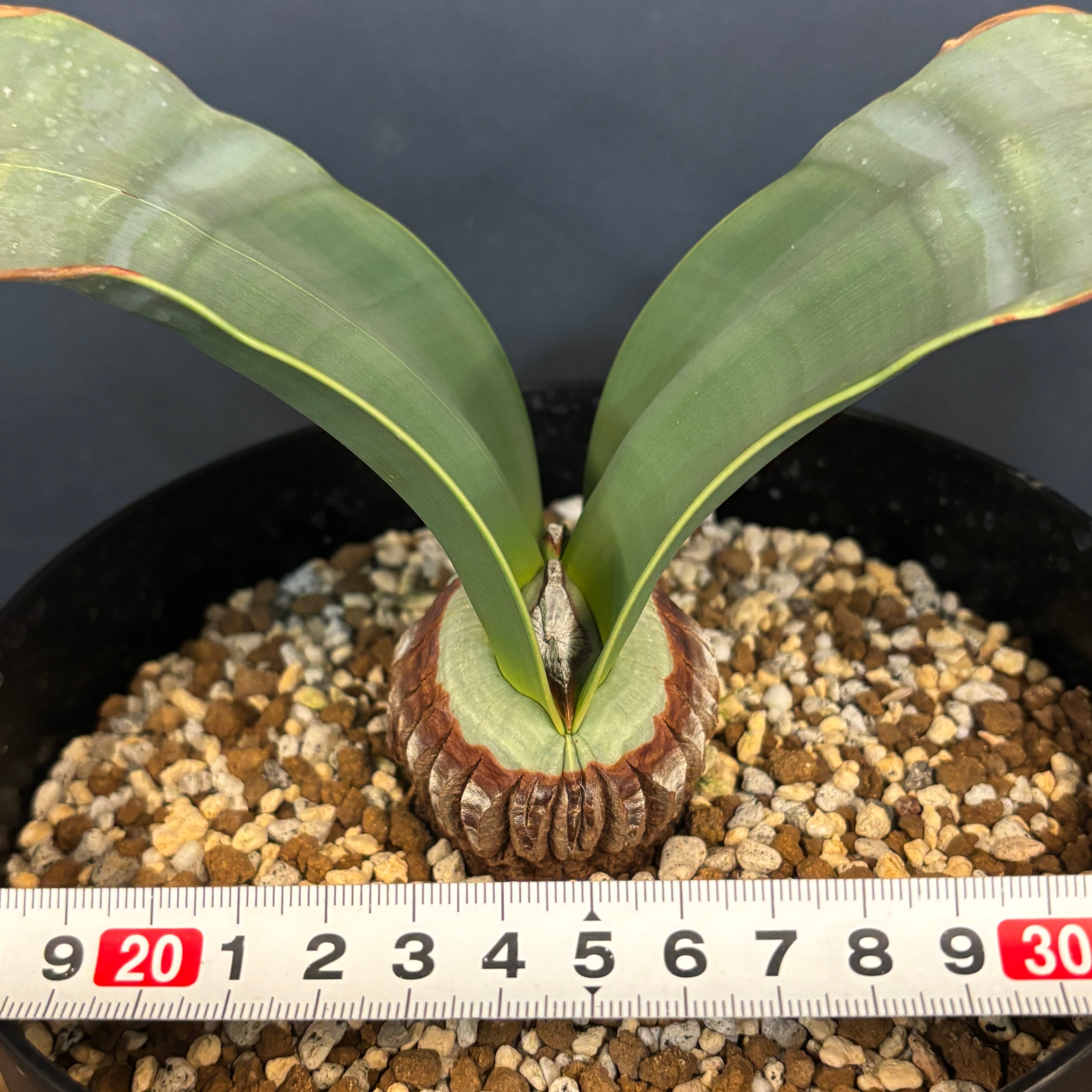 ウェルウィッチア ミラビリス 奇想天外 特大株【934】 | PROTOLEAF