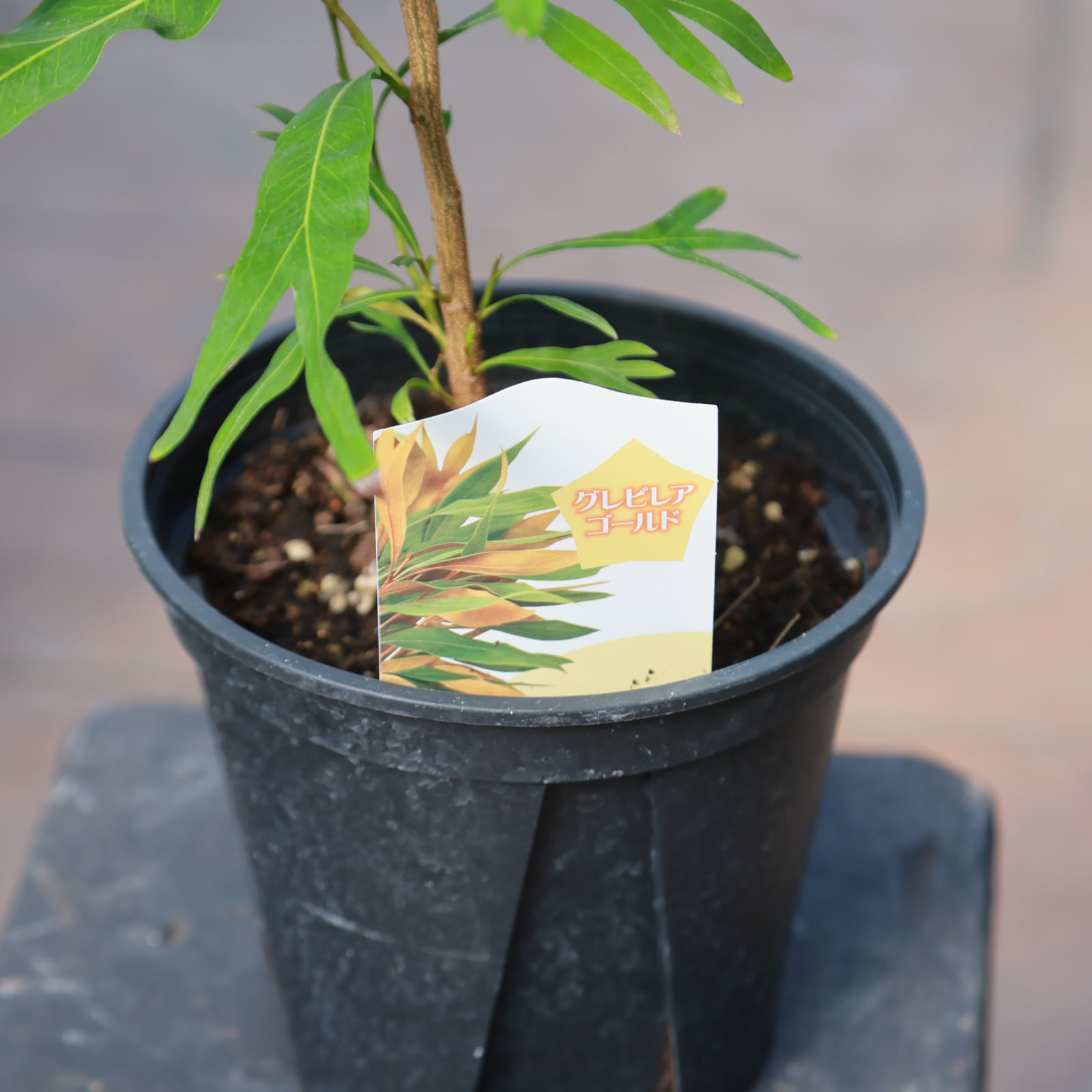 再入荷‼️グレビレア ゴールド○オーストラリア原産 6号 生育旺盛 庭木