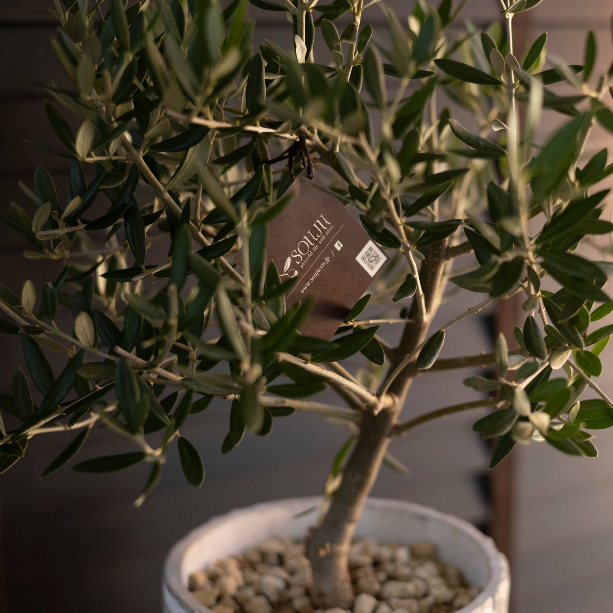創樹 Olive オリーブの木 SOUJU ピクアル 陶器鉢 オリーブ 盆栽