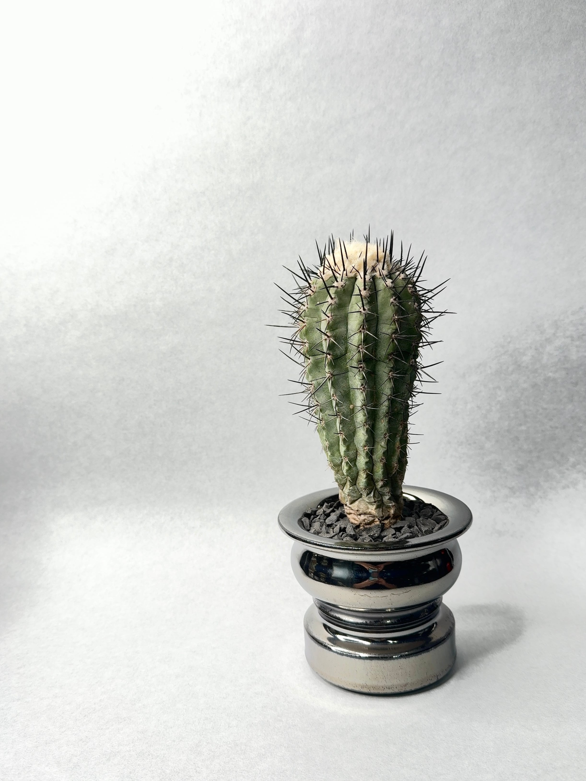 コピアポア・黒士冠 | trigger