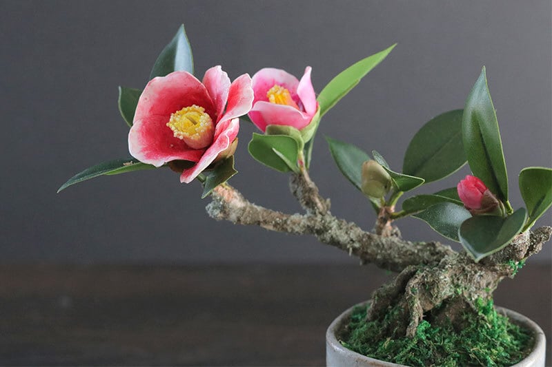 盆栽 玉之浦椿 吹き流し Camellia Bonsai #133 | Oh! BONSAI