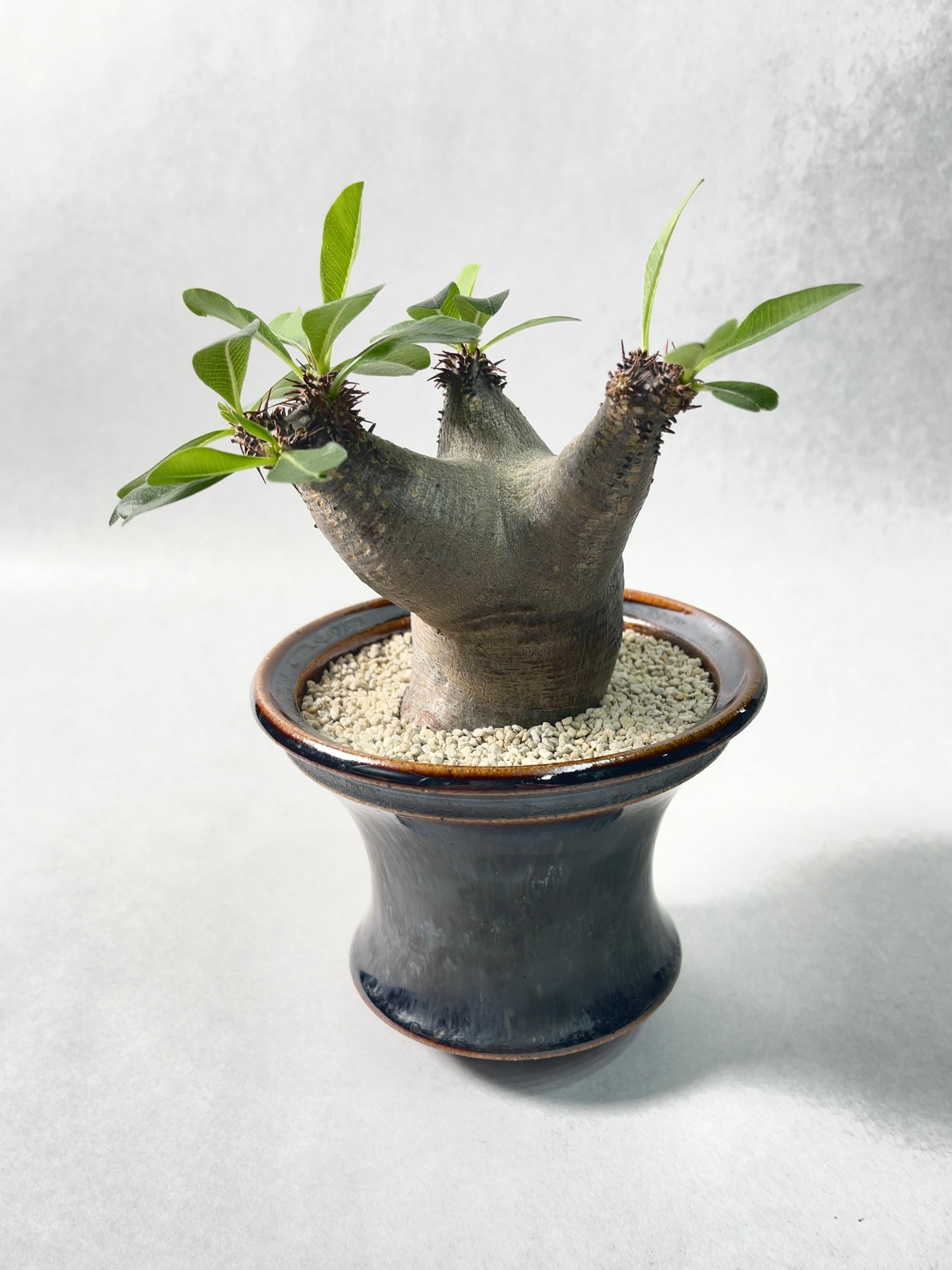 パキポディウム・マカイエンセ | trigger