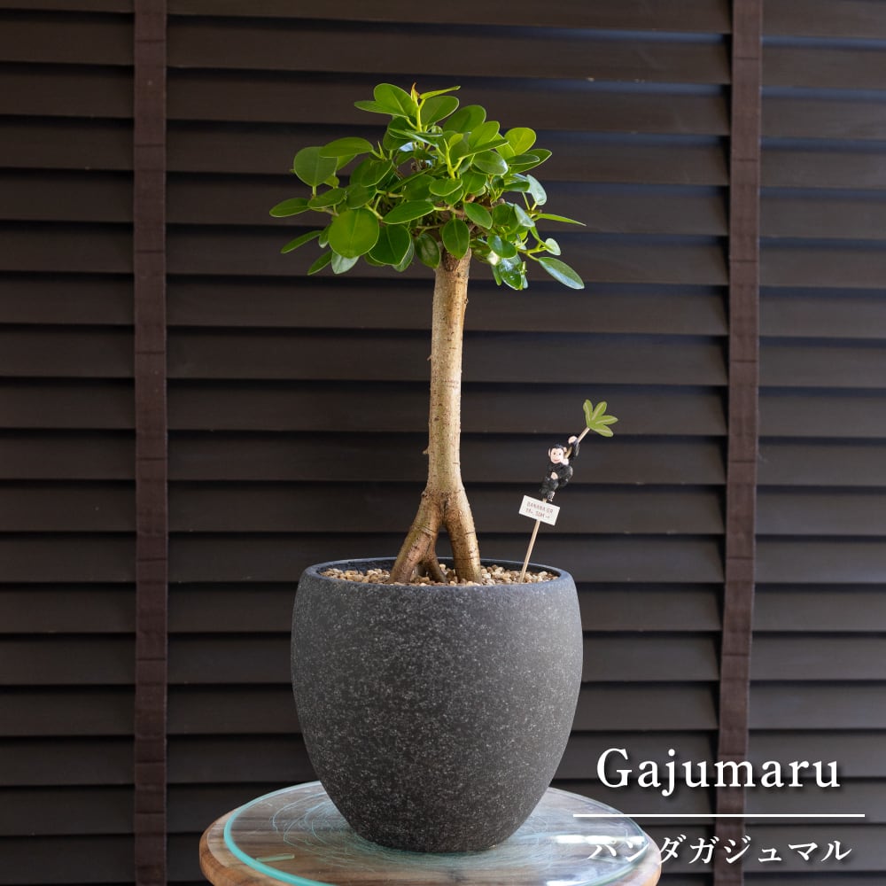 パンダガジュマル 接ぎ木 6号 陶器鉢 ピック付 観葉植物 ガジュマルの