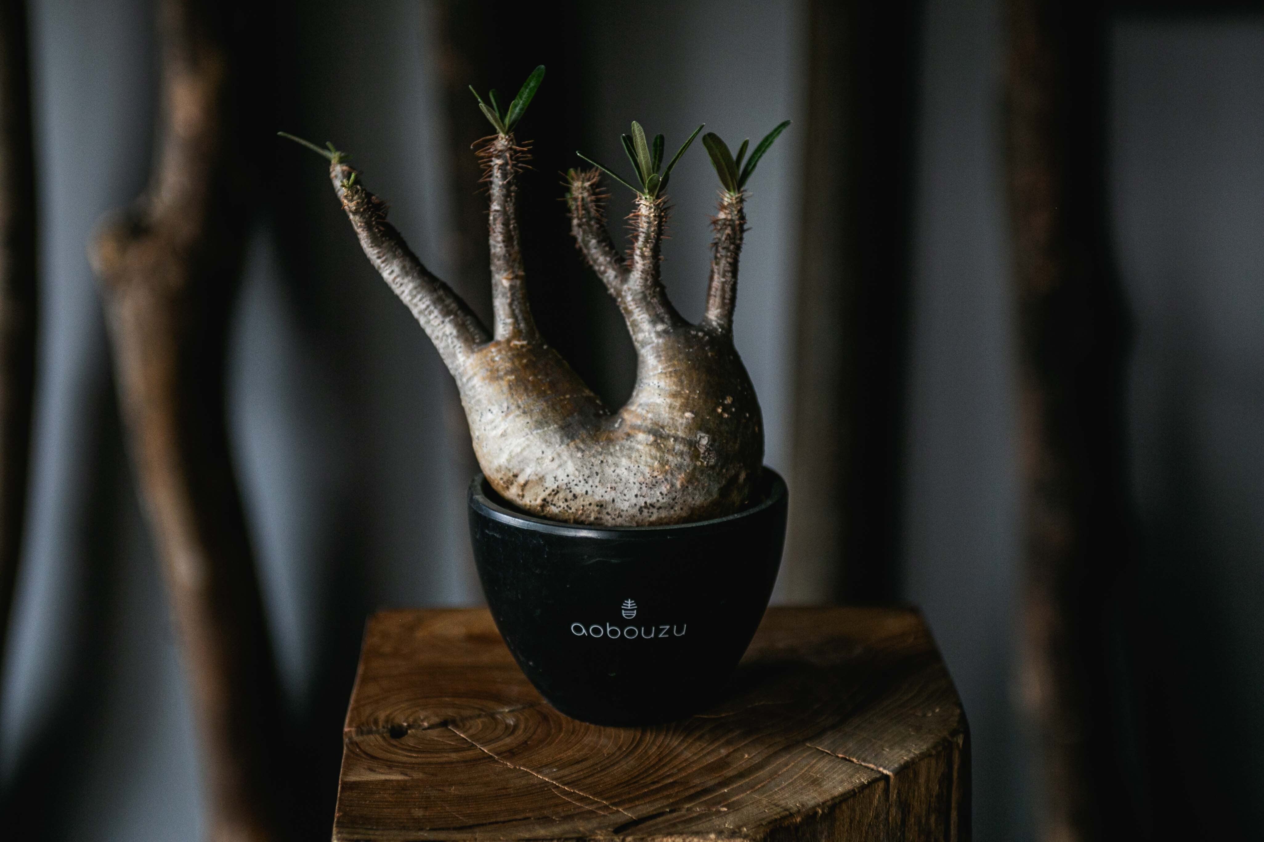 新着】Pachypodium gracilius【手乗りの良型ダブルヘッド