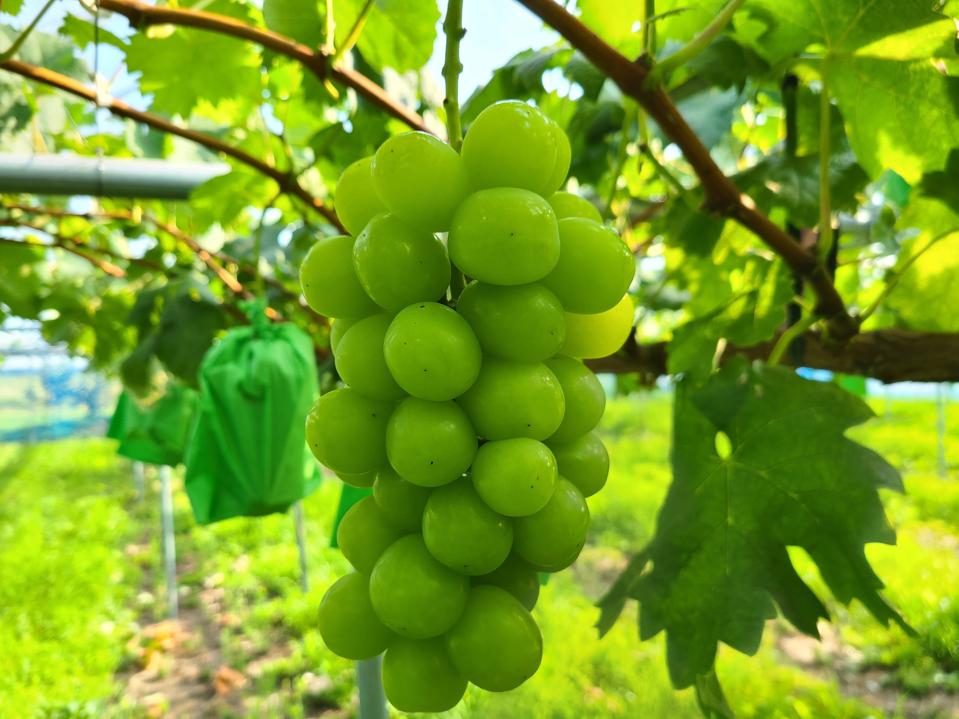 マスカ・サーティーン | 三優アグリファーム オンラインストア