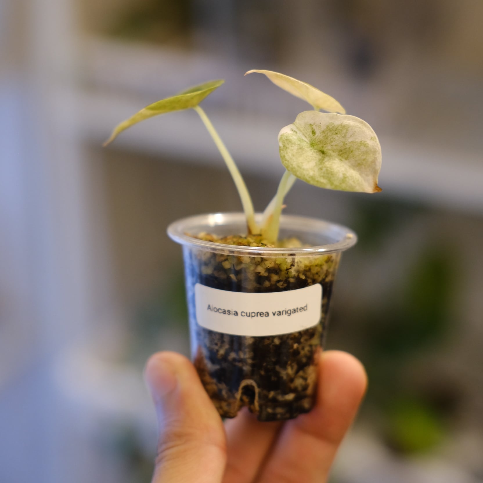 Alocasia cuprea varigated /アロカシア クプレア 斑入り②