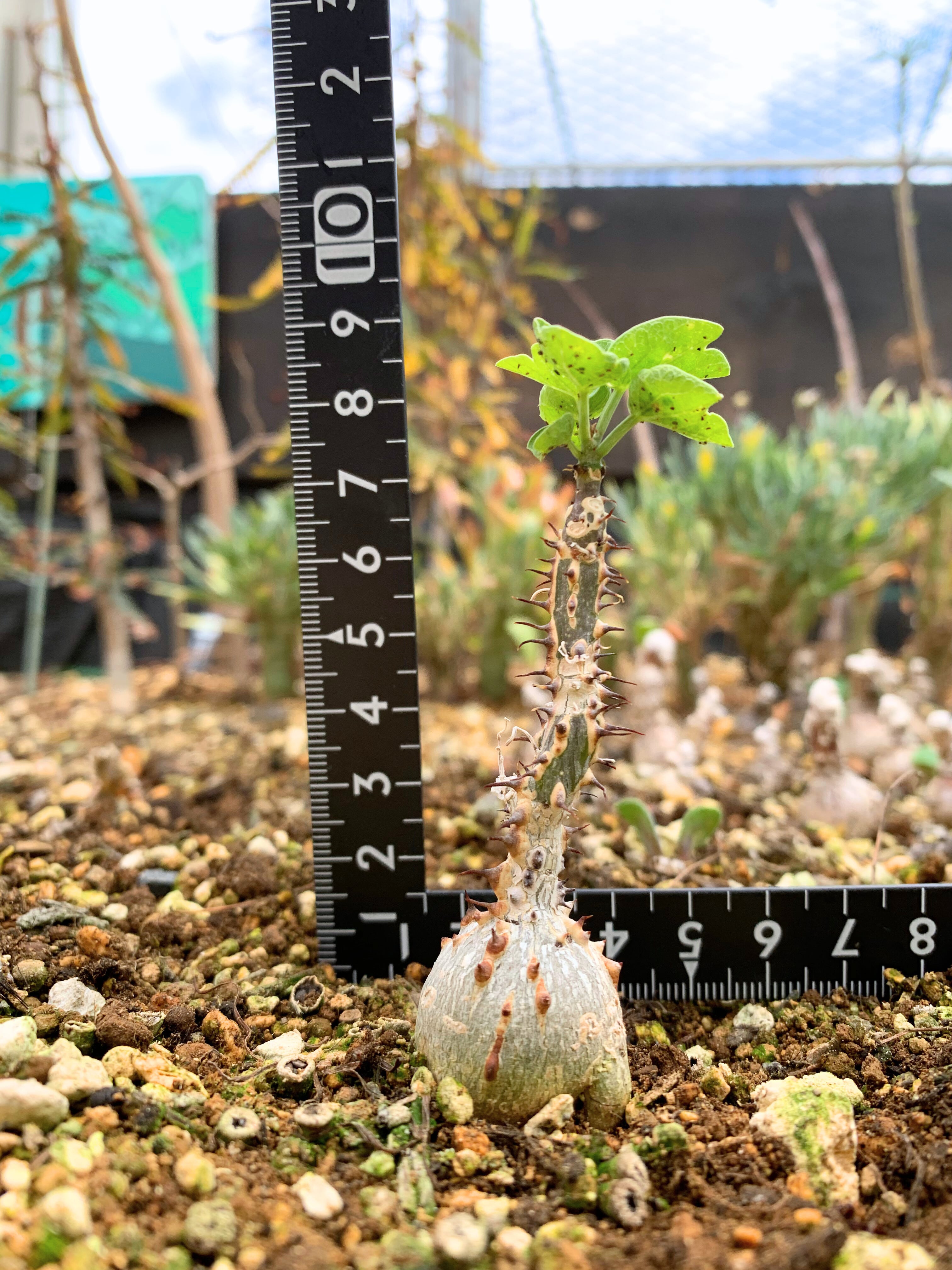 デンドロシキオス ソコトラーナ 【送料着払い】21 | CACTUS330