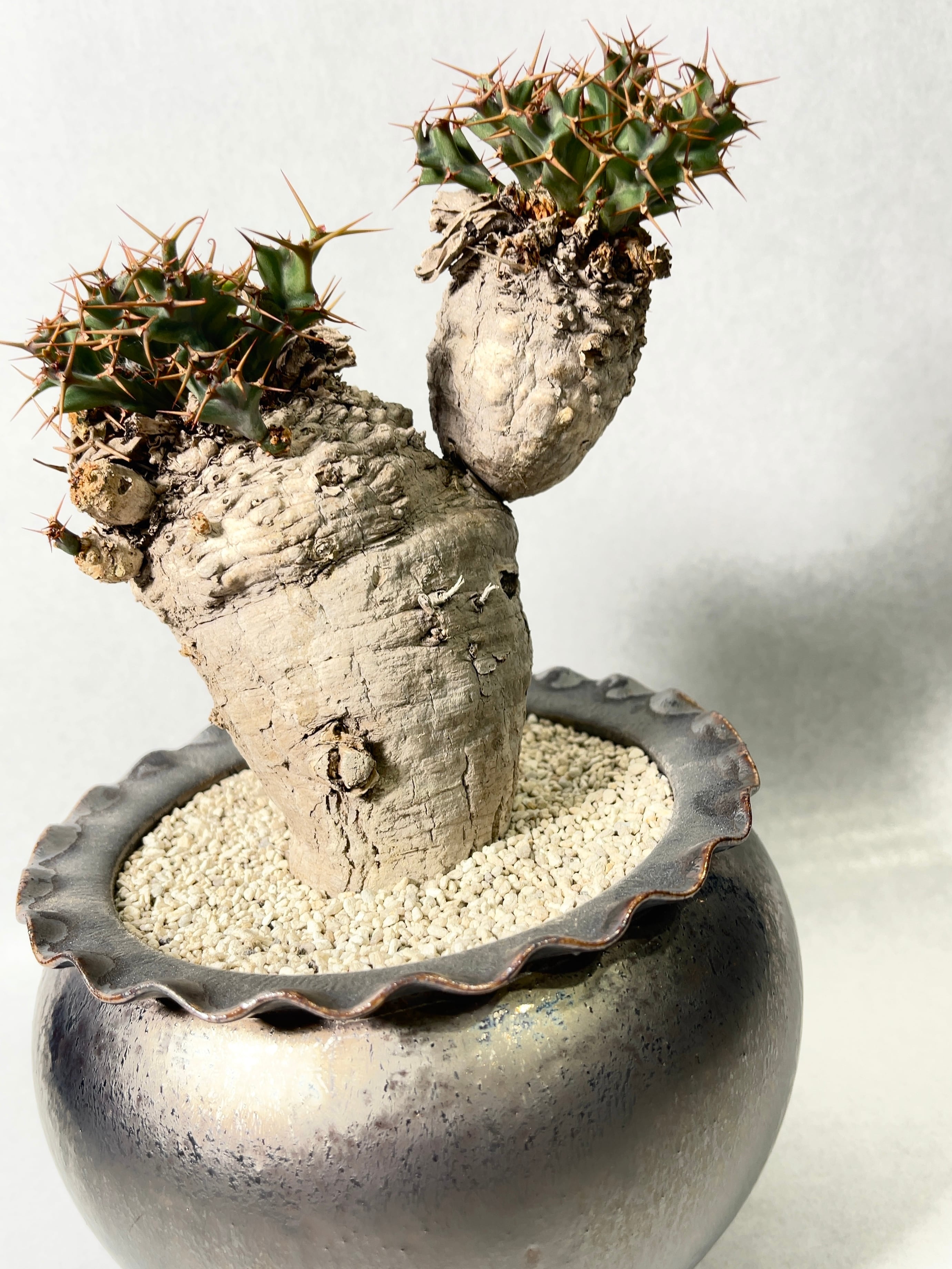 ユーフォルビア クラビゲラ 大株 鉢ごと 【公式通販】