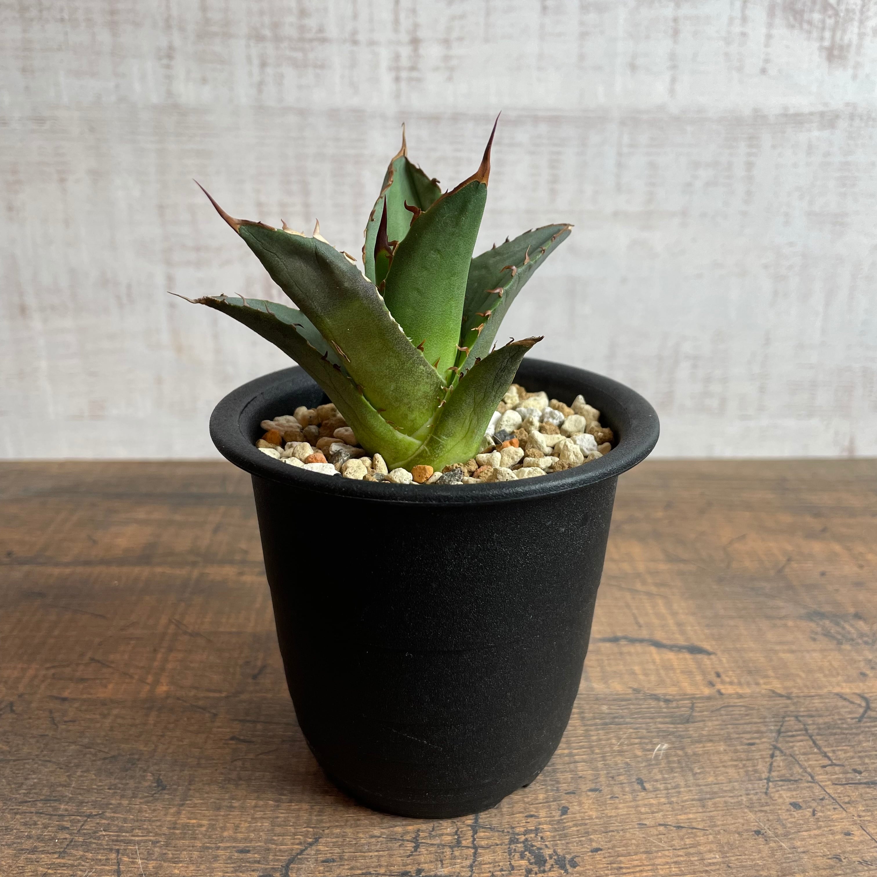 Agave titanota 子株 / 3号 /アガベ チタノタ ※発根済② | THE SPIKY