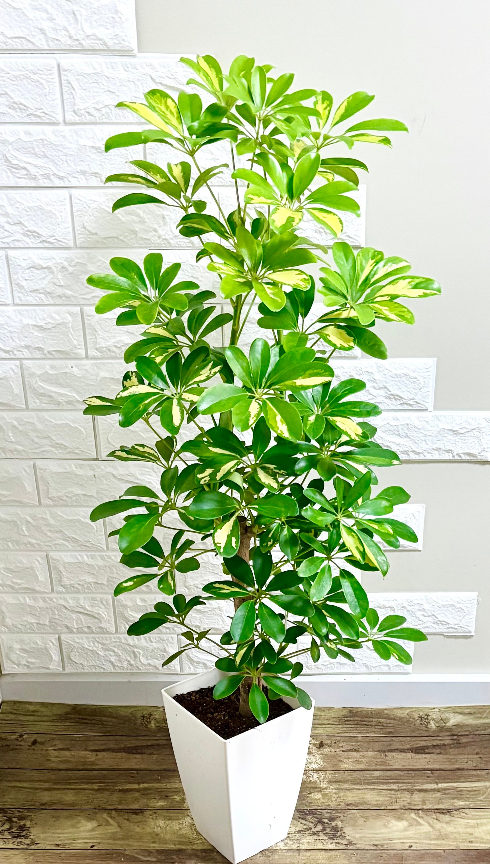 フィカスアムステルダムキング⭐️曲がり⭐️約150cm | 観葉植物のお店