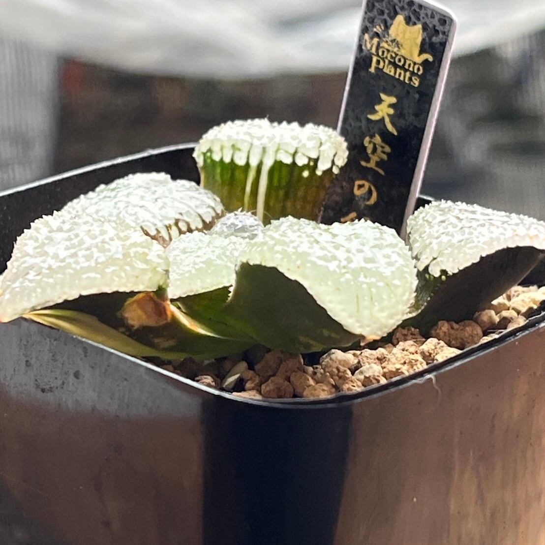 ハオルチア 天空の鏡錦③ | mocono_plants