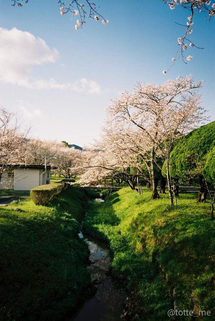 Canon Autoboy N105 | Totte Me Camera