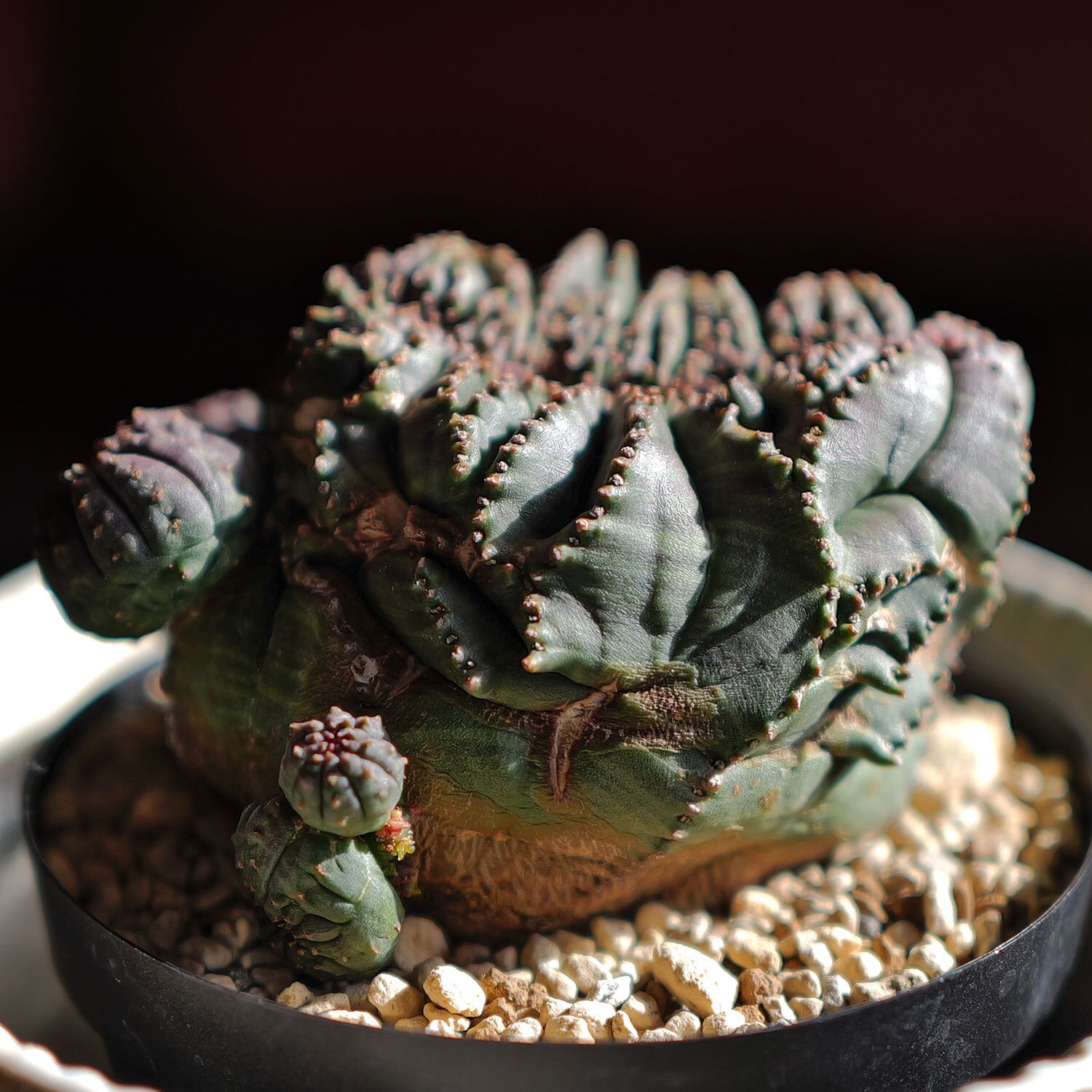 分頭 オベサ (ダブル、トリプルヘッド) | LIGHTHOUSE.PLANTS - 海外