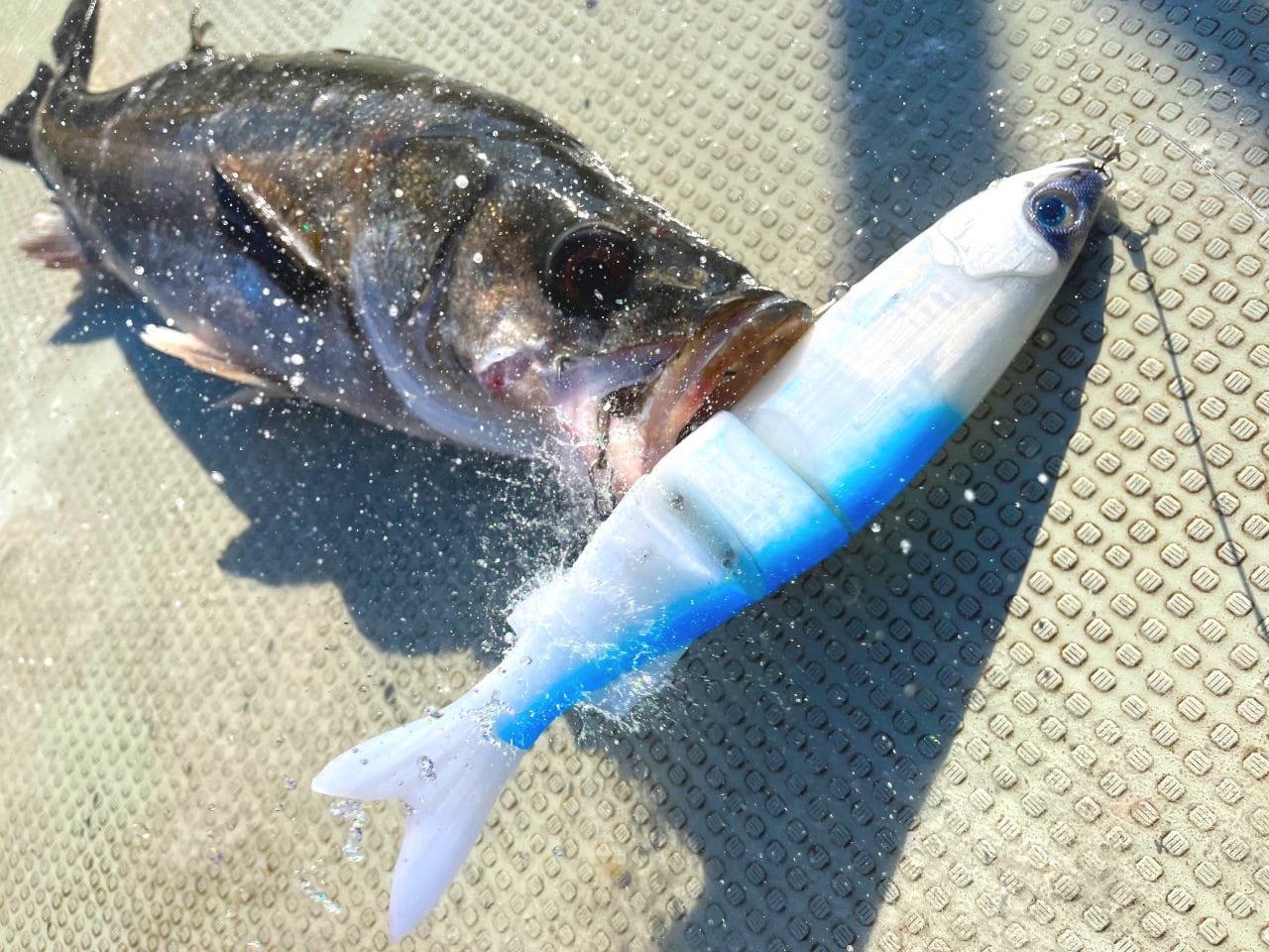 タフタム300 パールブルー | Boo Boo Factory