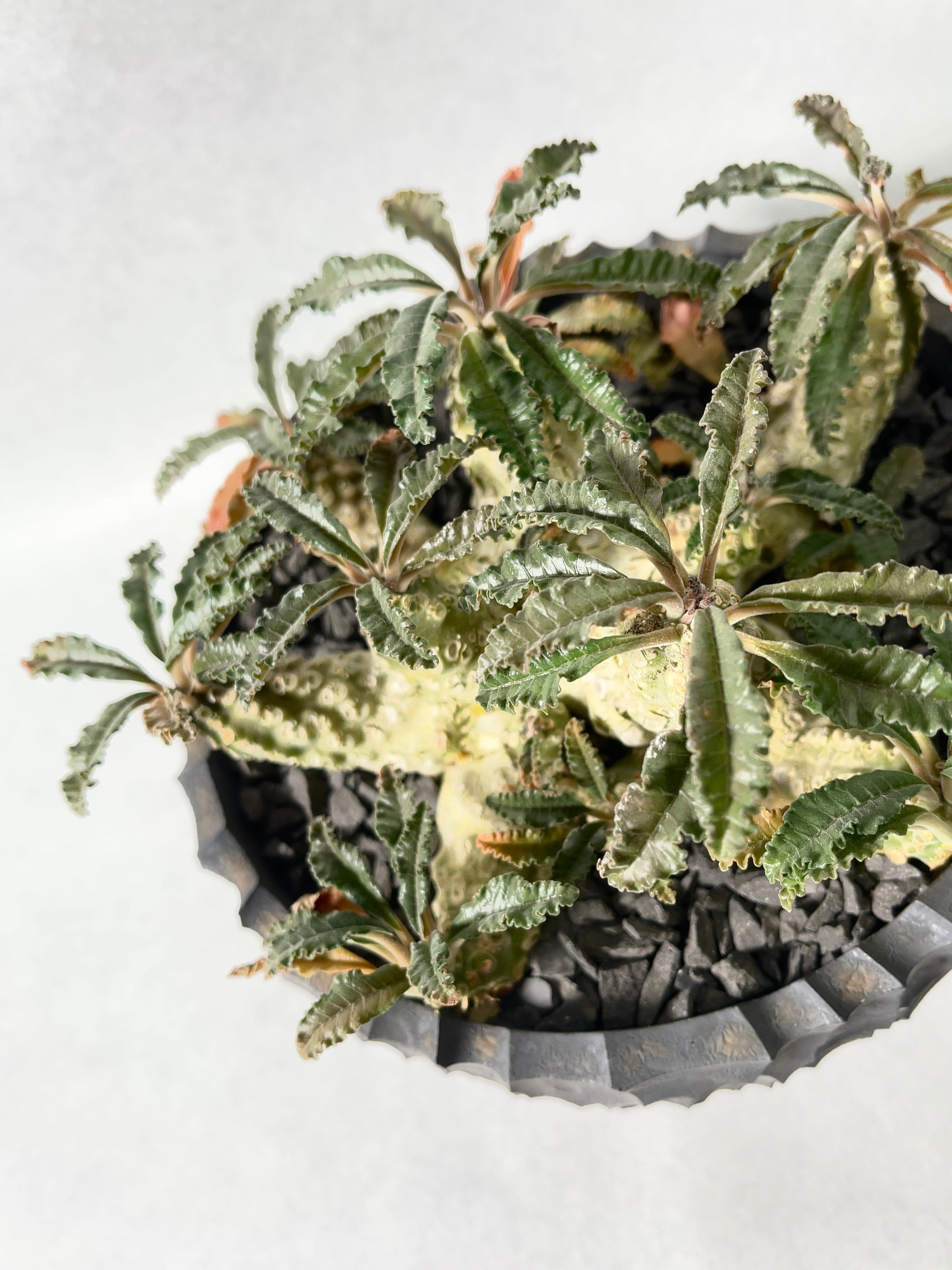 ドルステニア・ラブラニー | trigger