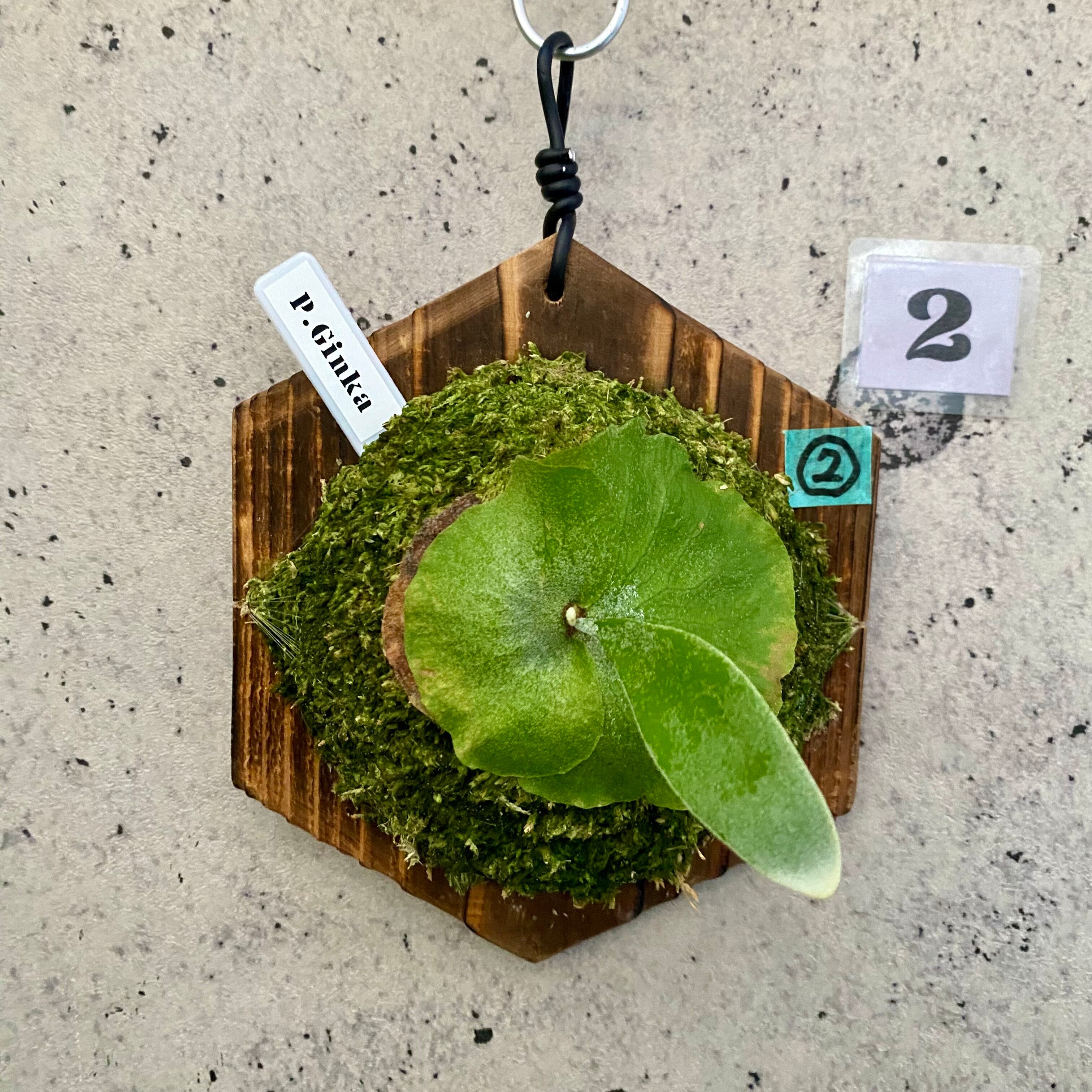 ビカクシダ『ギンカ』 2番 | Planet Plants プラネットプランツ