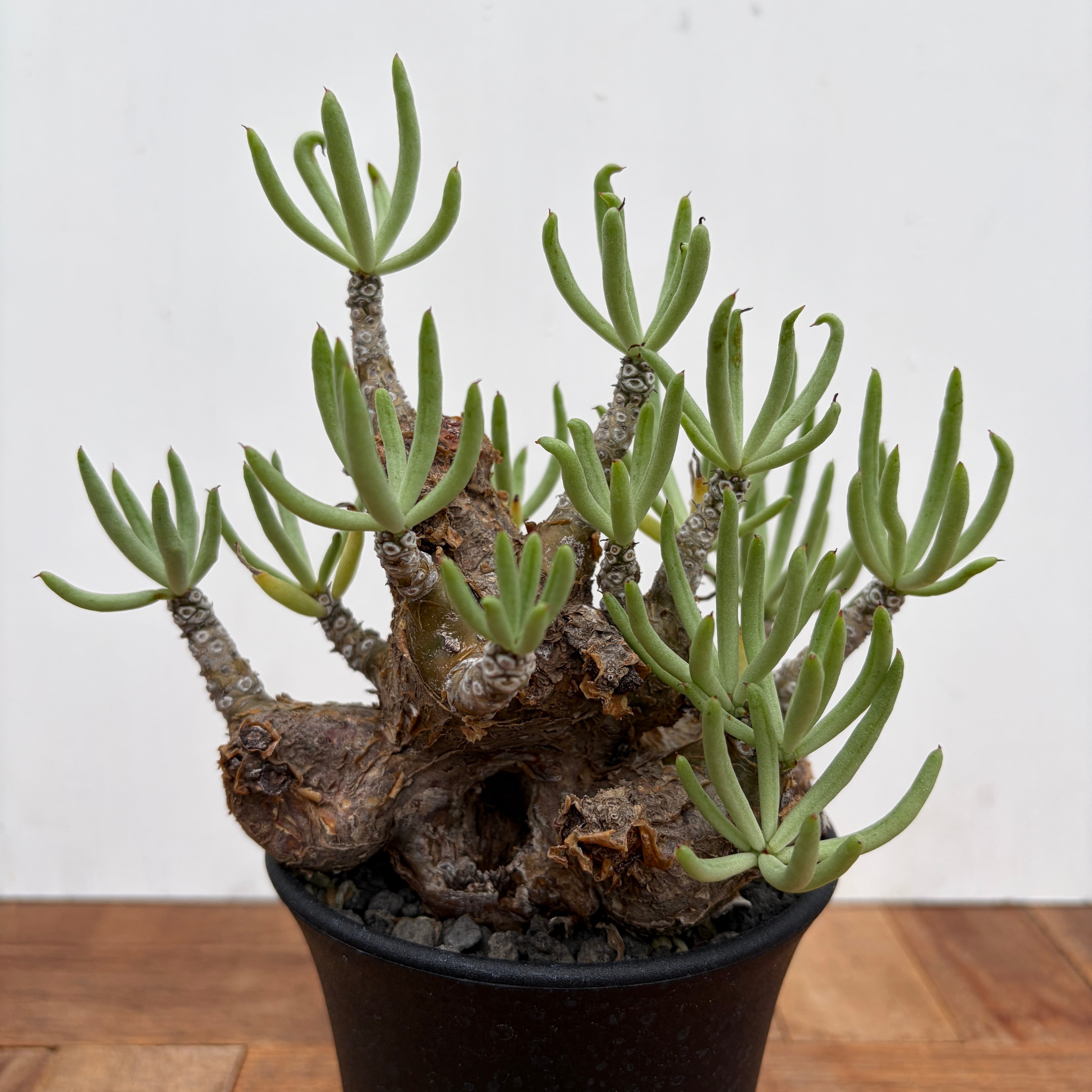 Tylecodon pearsonii【チレコドン・ペアルソニー】 | RIMO'S GREEN