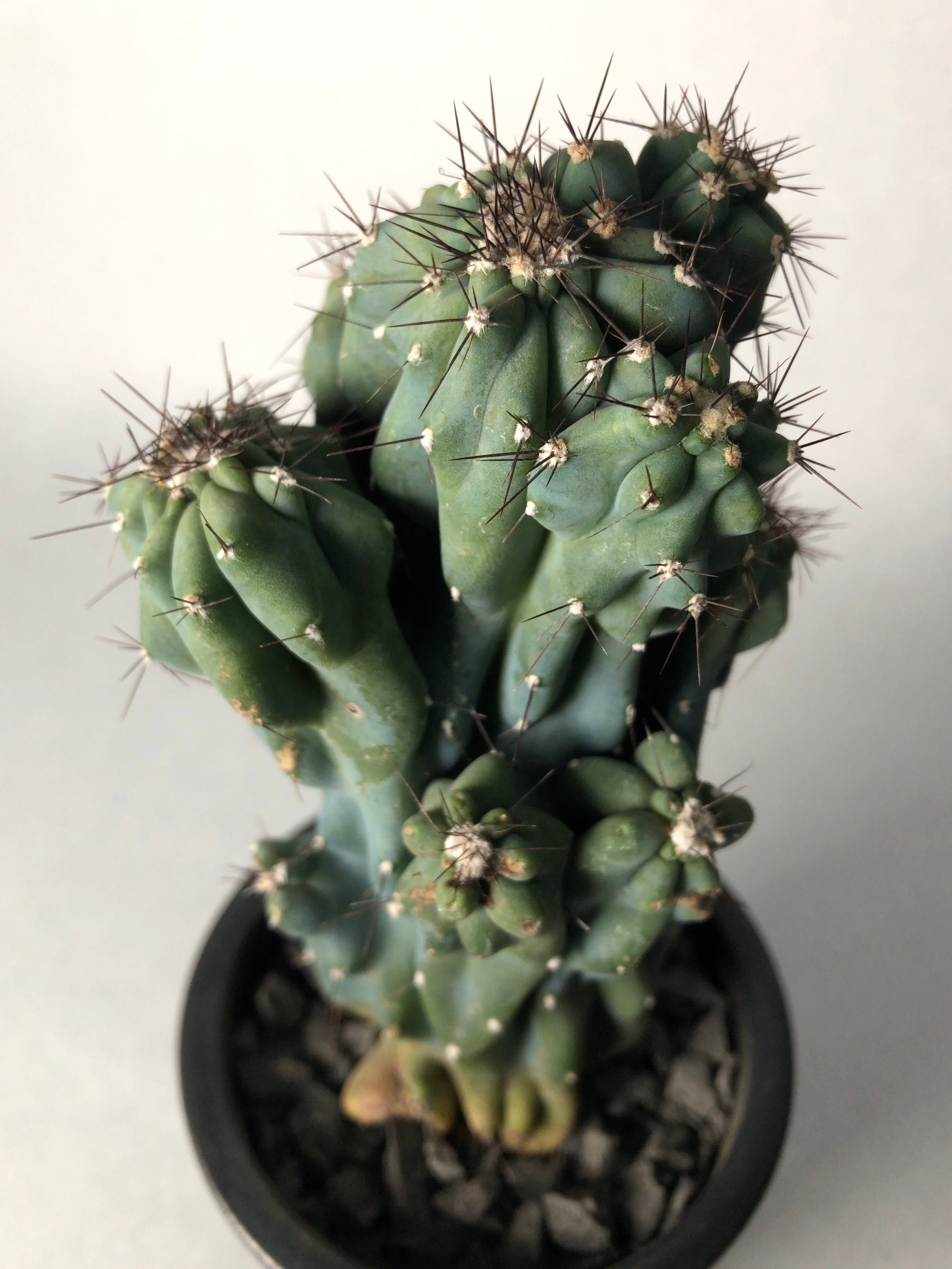 セレウス・岩石獅子 | trigger