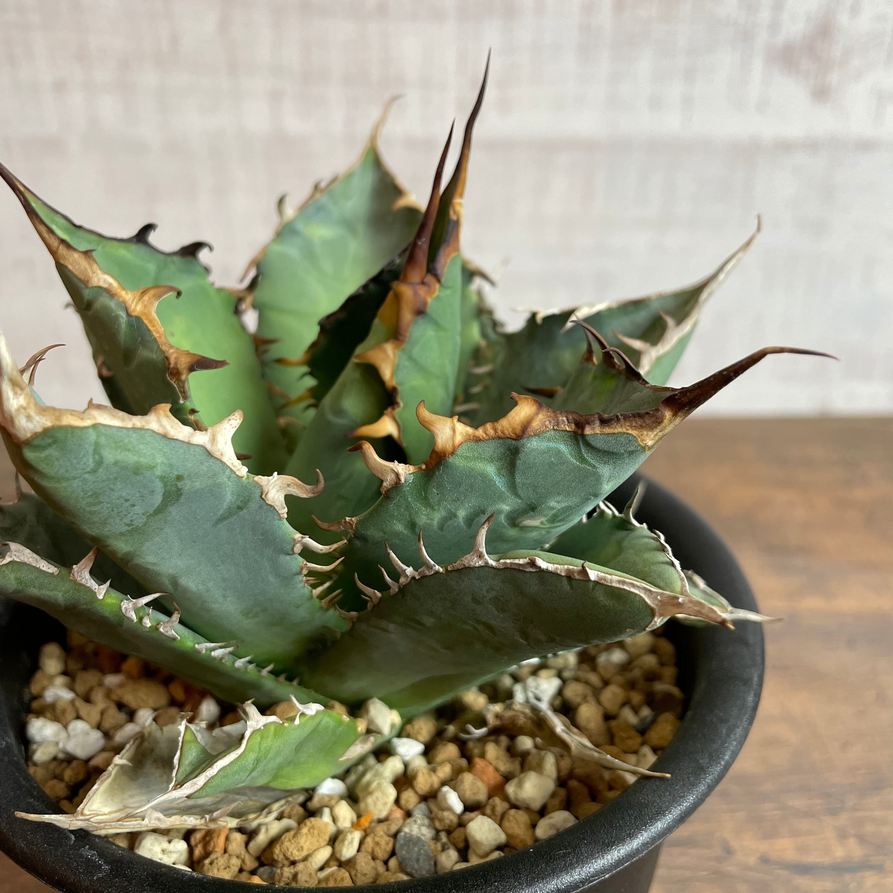 Agave titanota 強刺厳龍 特選輸入株 / アガベ チタノタ ※発根済 ①