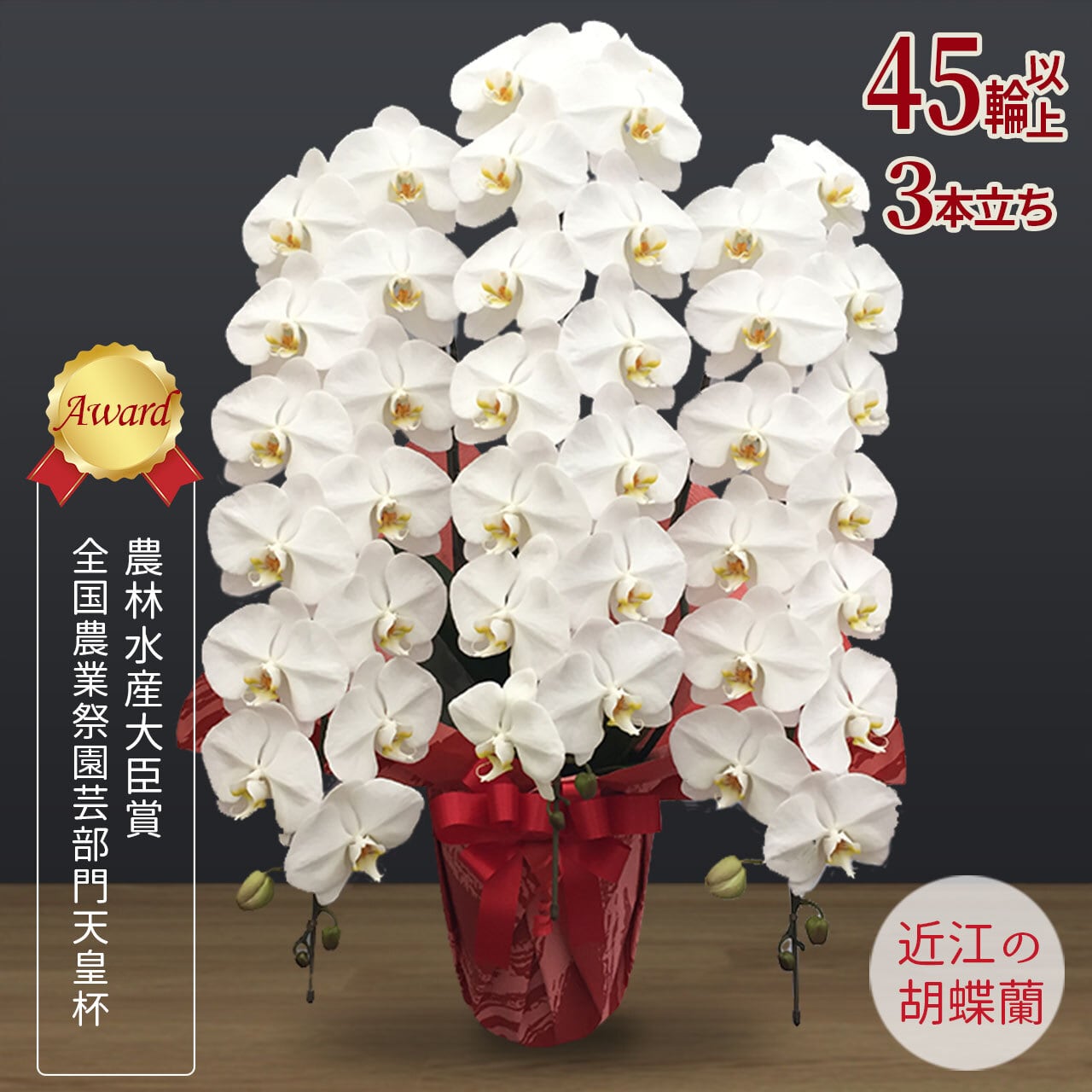 昇進祝いギフト】近江の胡蝶蘭 大輪 法人ギフト ラッピング付 3本立ち