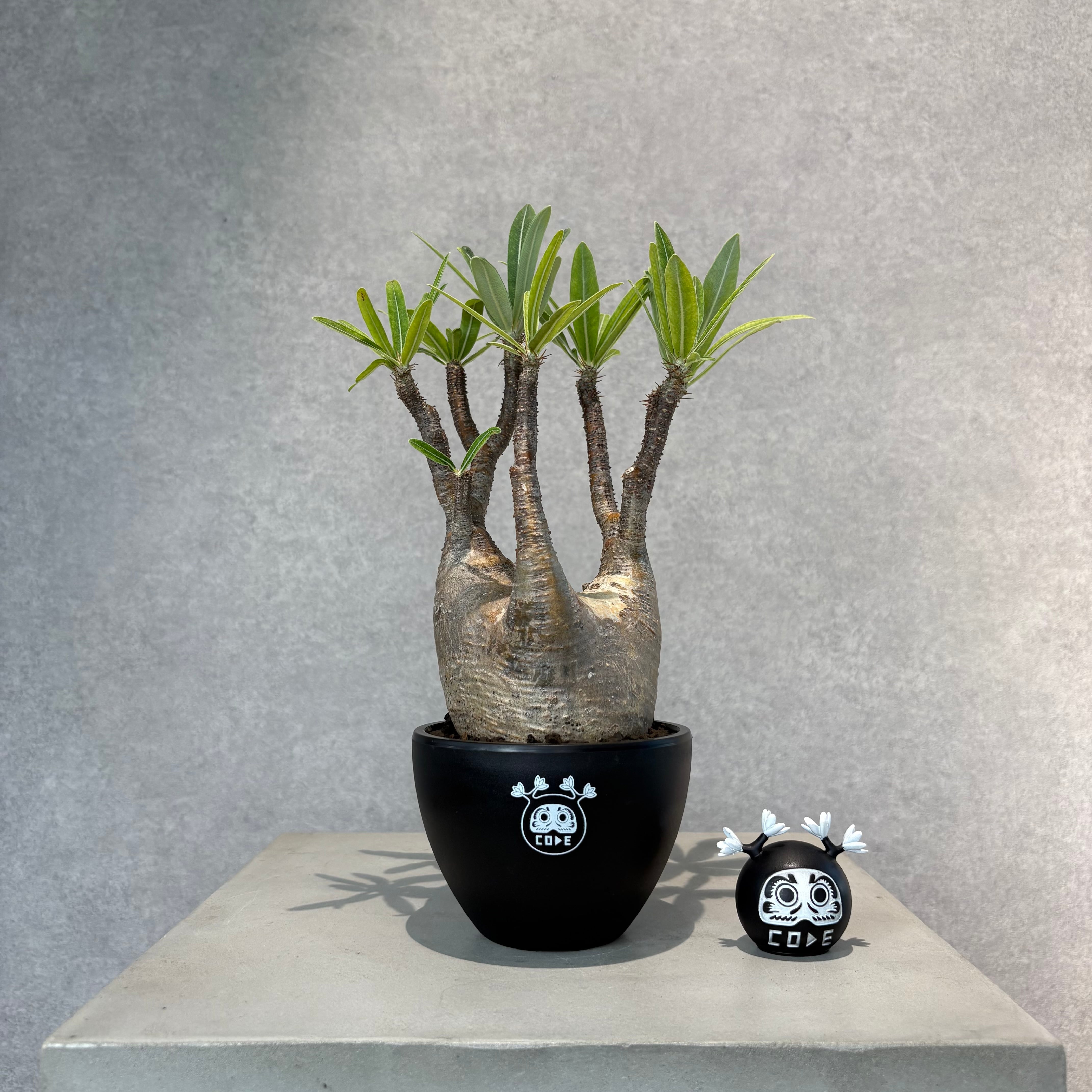 パキポディウム グラキリス 077 | CODE