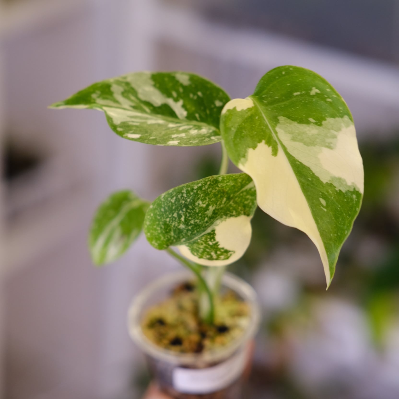 モンステラ・レガシー / Monstera deliciosa 'Legacy'⑤ | tokyoplants