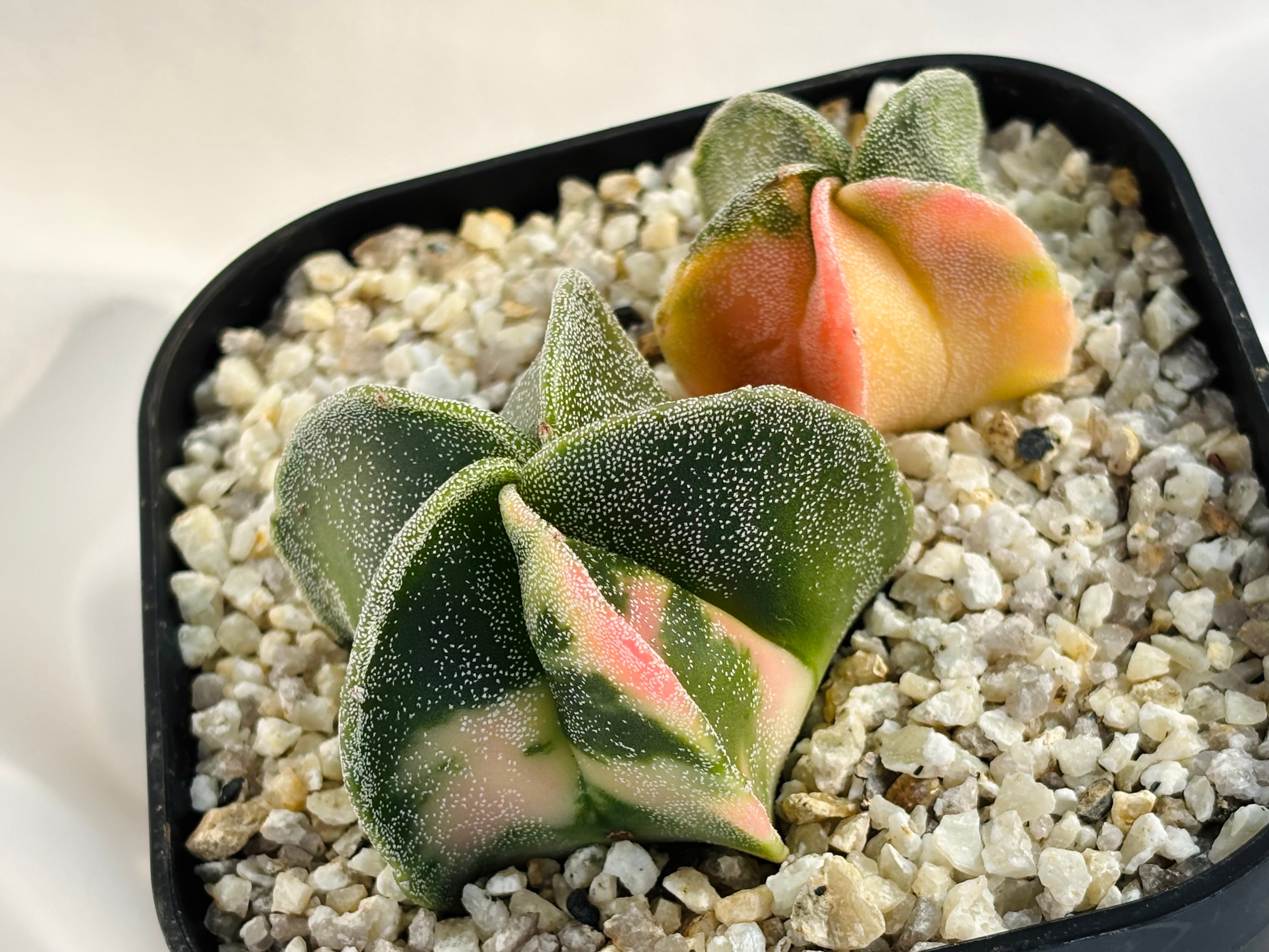 Astrophytum myriostigma アストロフィツム ランポー玉錦 鸞鳳玉錦