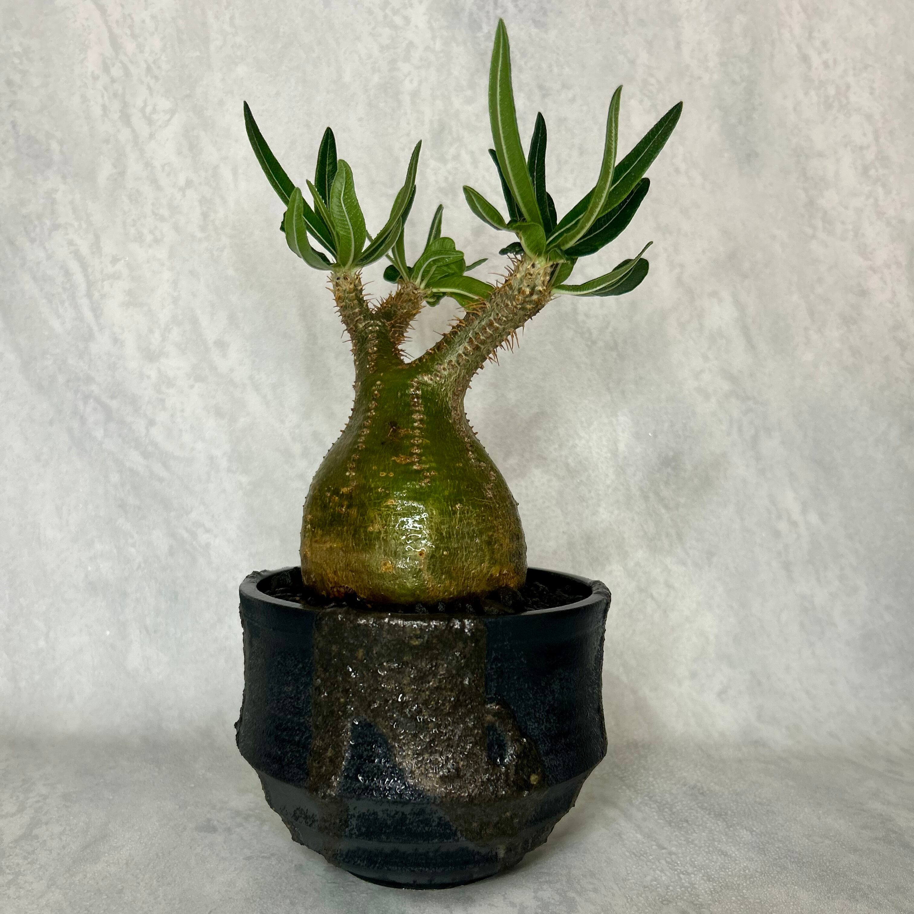 パキポディウム グラキリス4.5号(信楽焼鉢入り) | PLARE