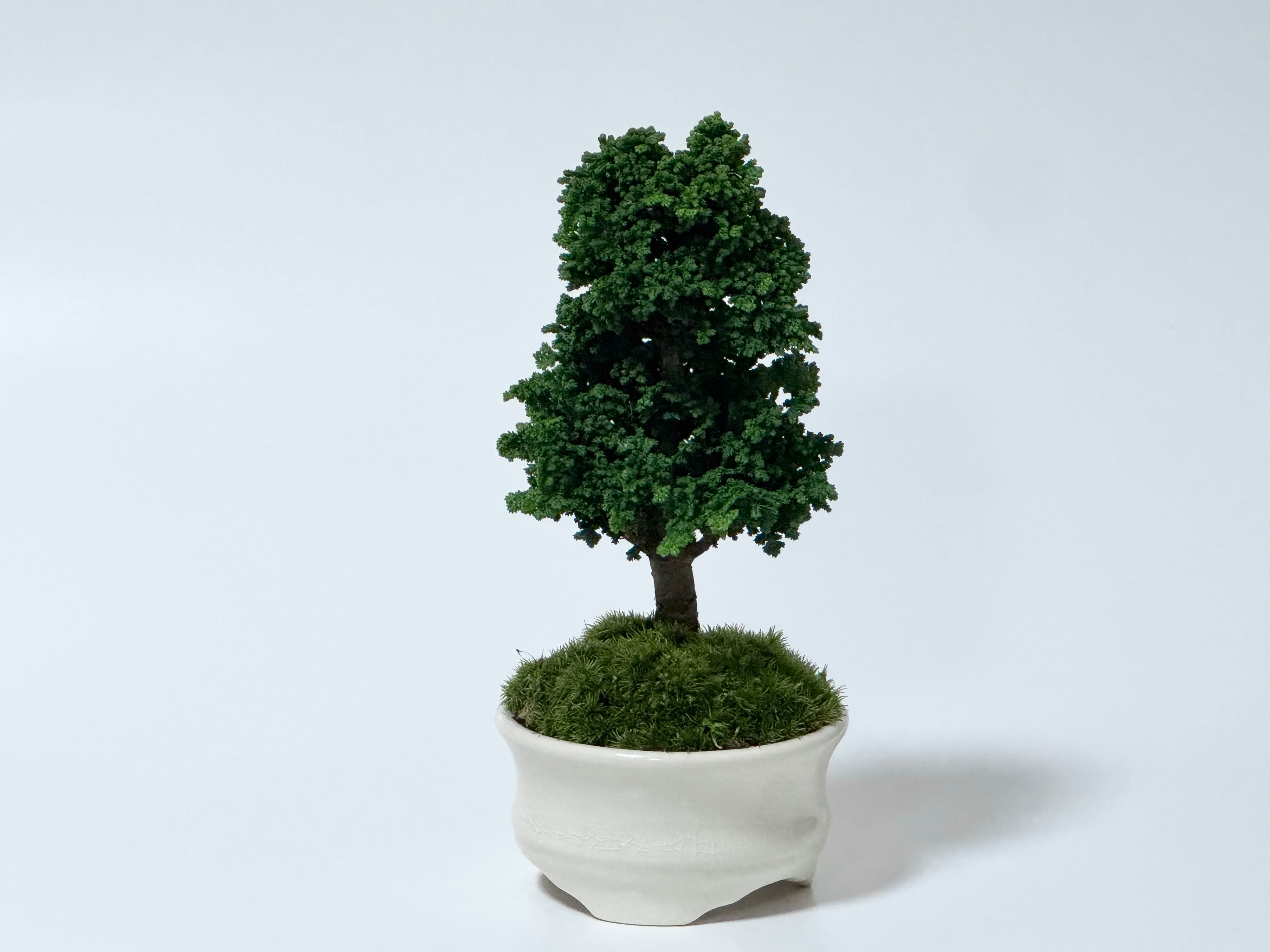 石化檜（Petrified hinoki） | 369 BONSAI™︎