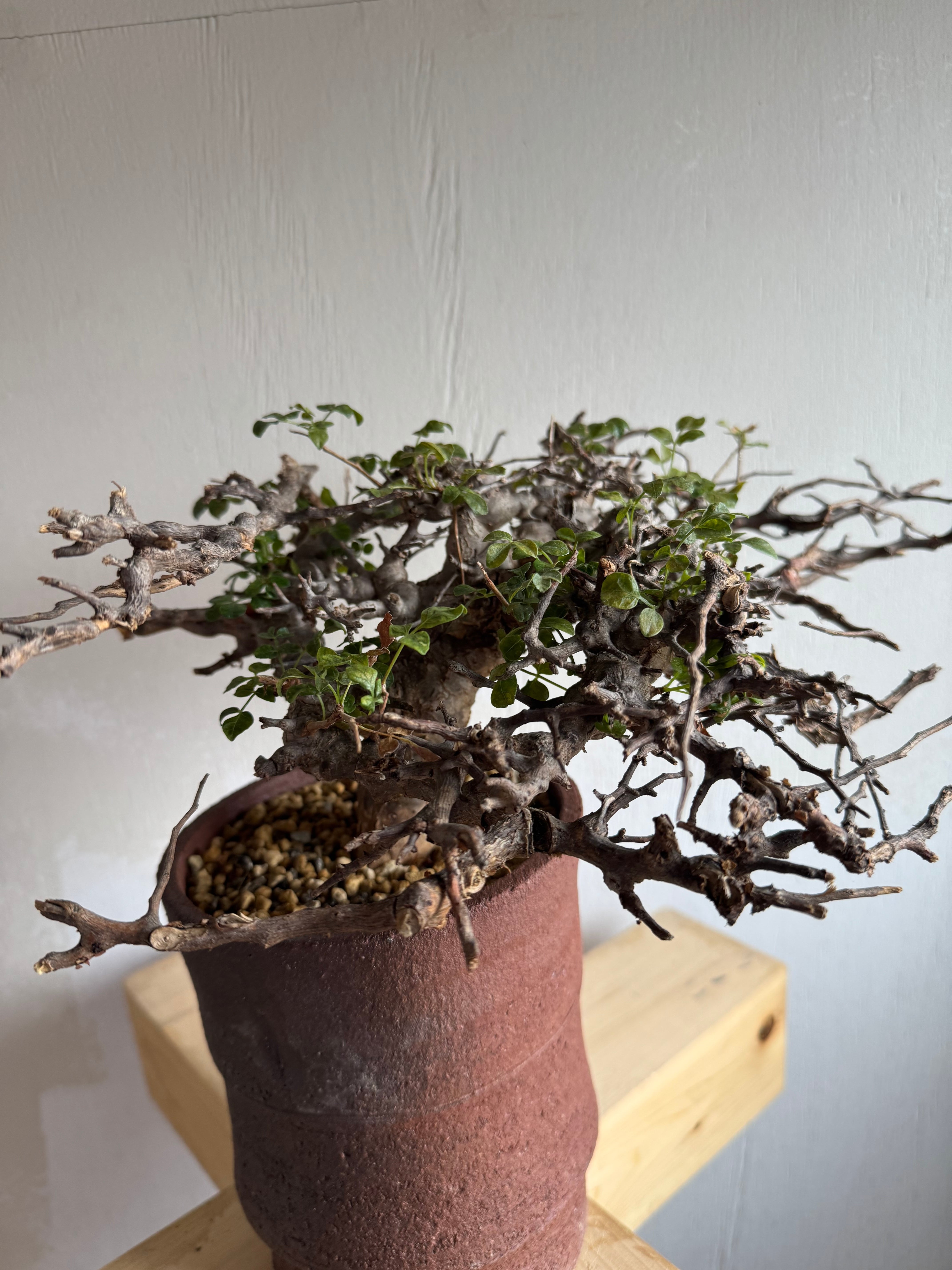 新着】Commiphora Eyl【最高の灌木 ・コンパクトなサイズ感