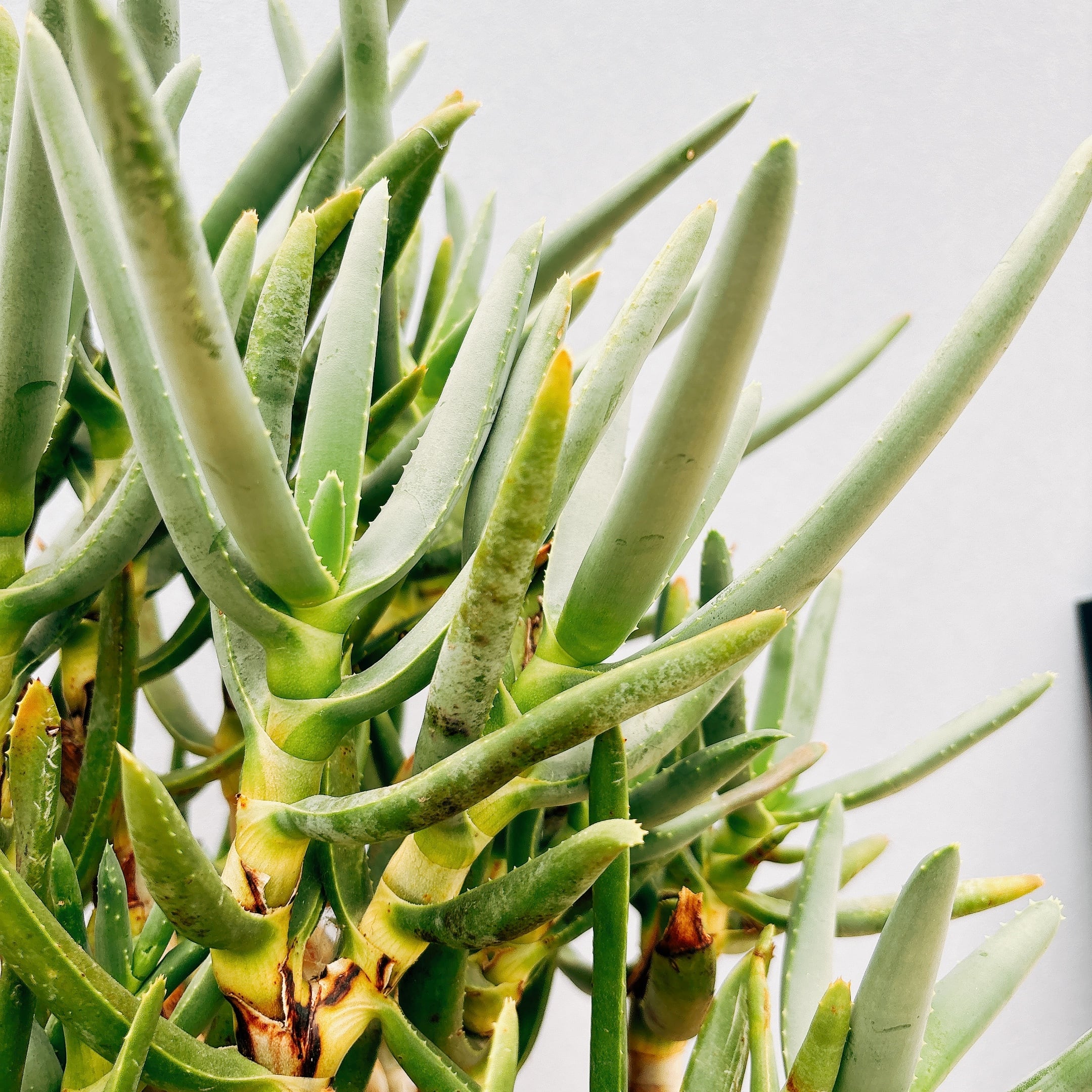 在庫］【希少】アロエ ラモシシマ 幹立ち 8号 観葉植物 レア