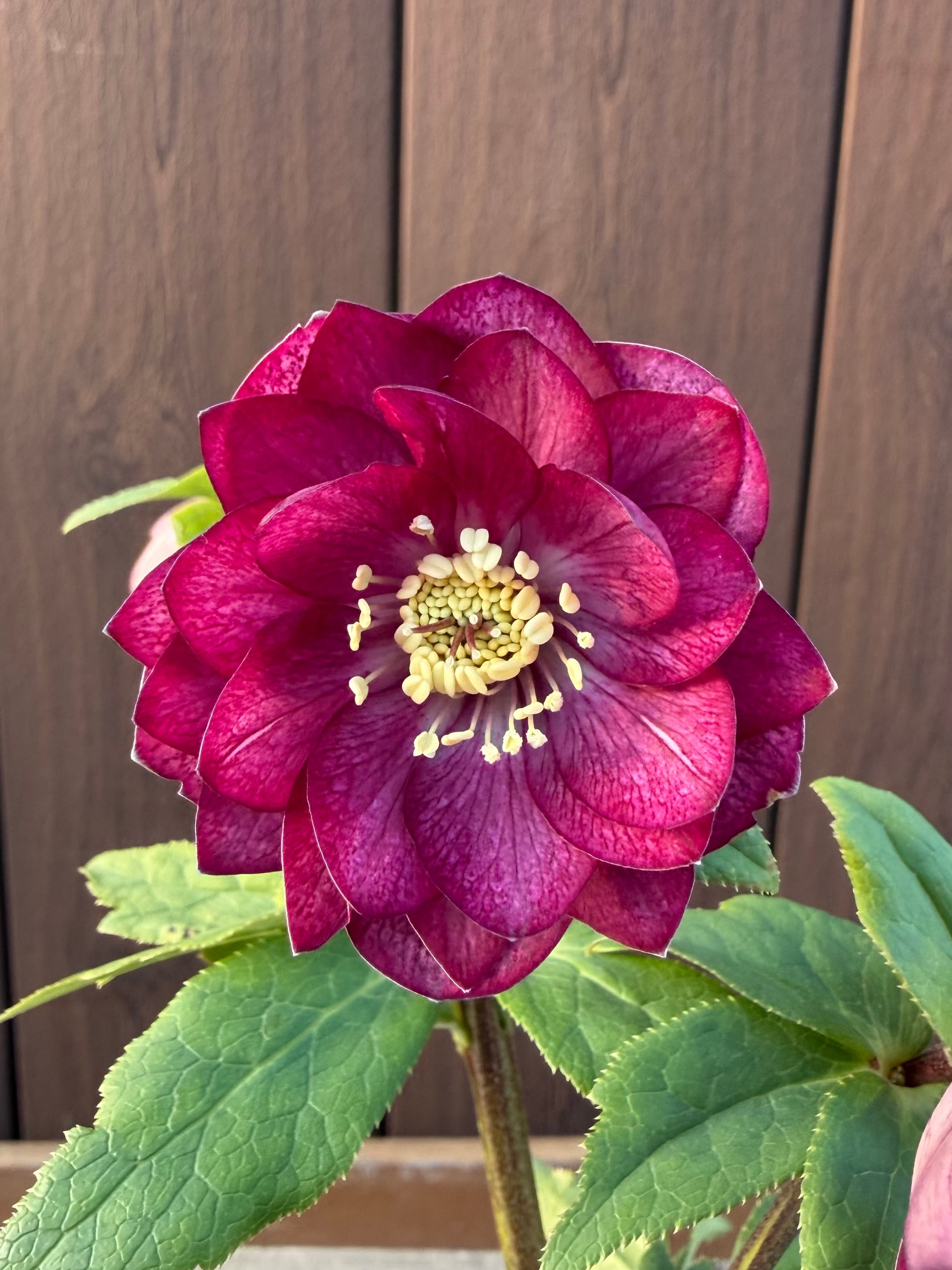 グロッシー☆カラー ローズピンク 加藤農園 クリスマスローズ【Ka103