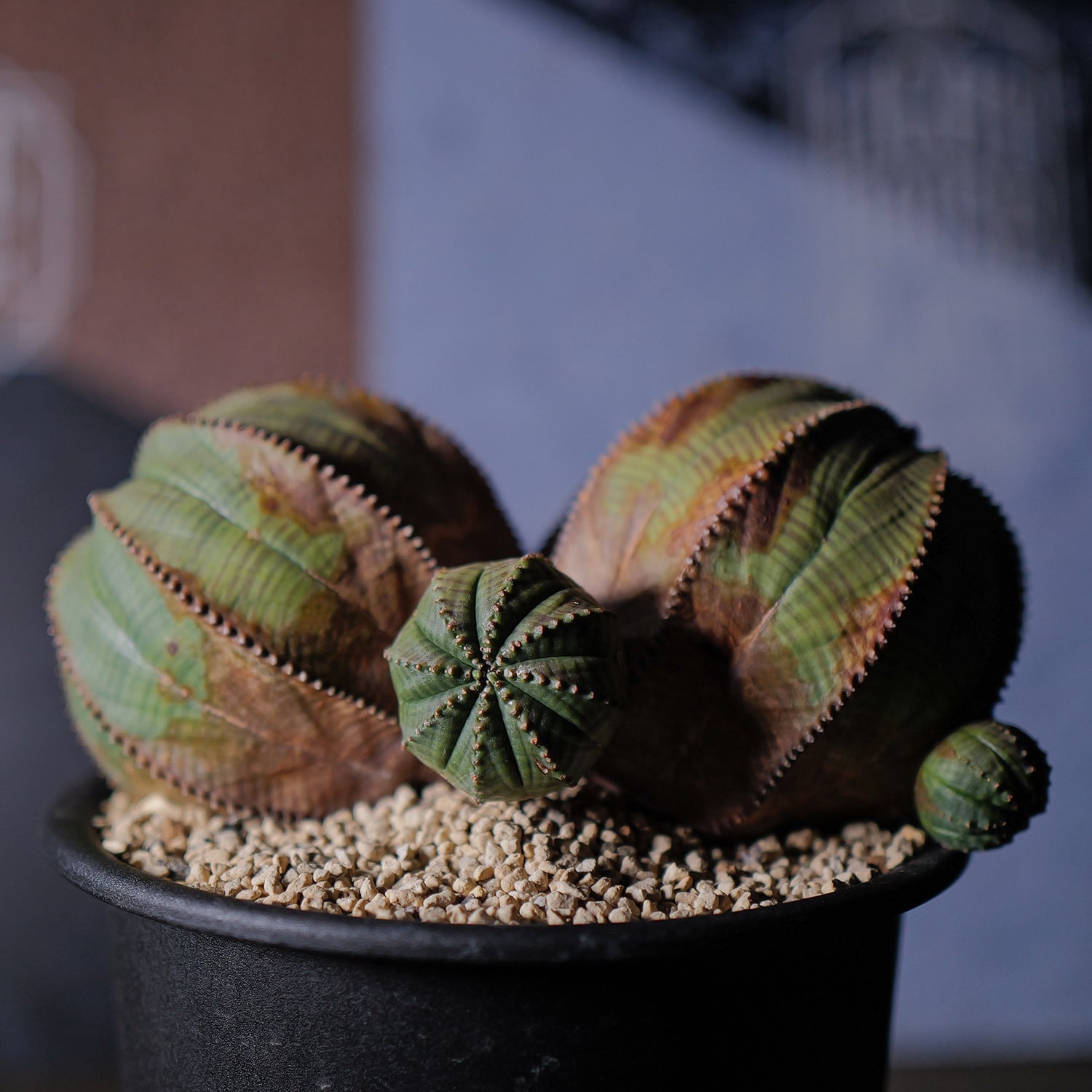 超厳選株】ヴィンテージ 超大株 最大幅 約17cm ダブルヘッド 仔吹き