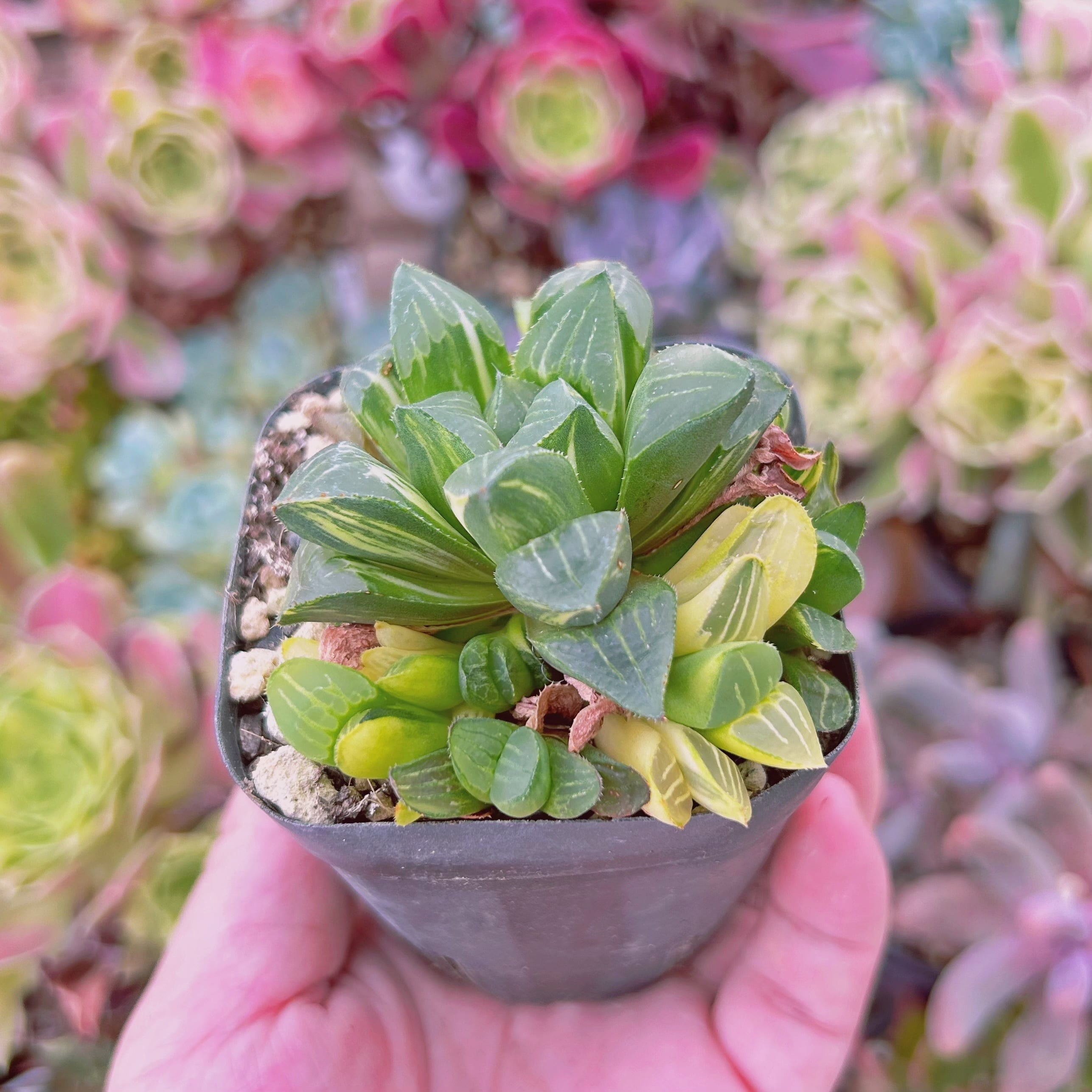 086現物 多肉植物 姫寿錦 抜き苗 | るる農園~多肉植物専門