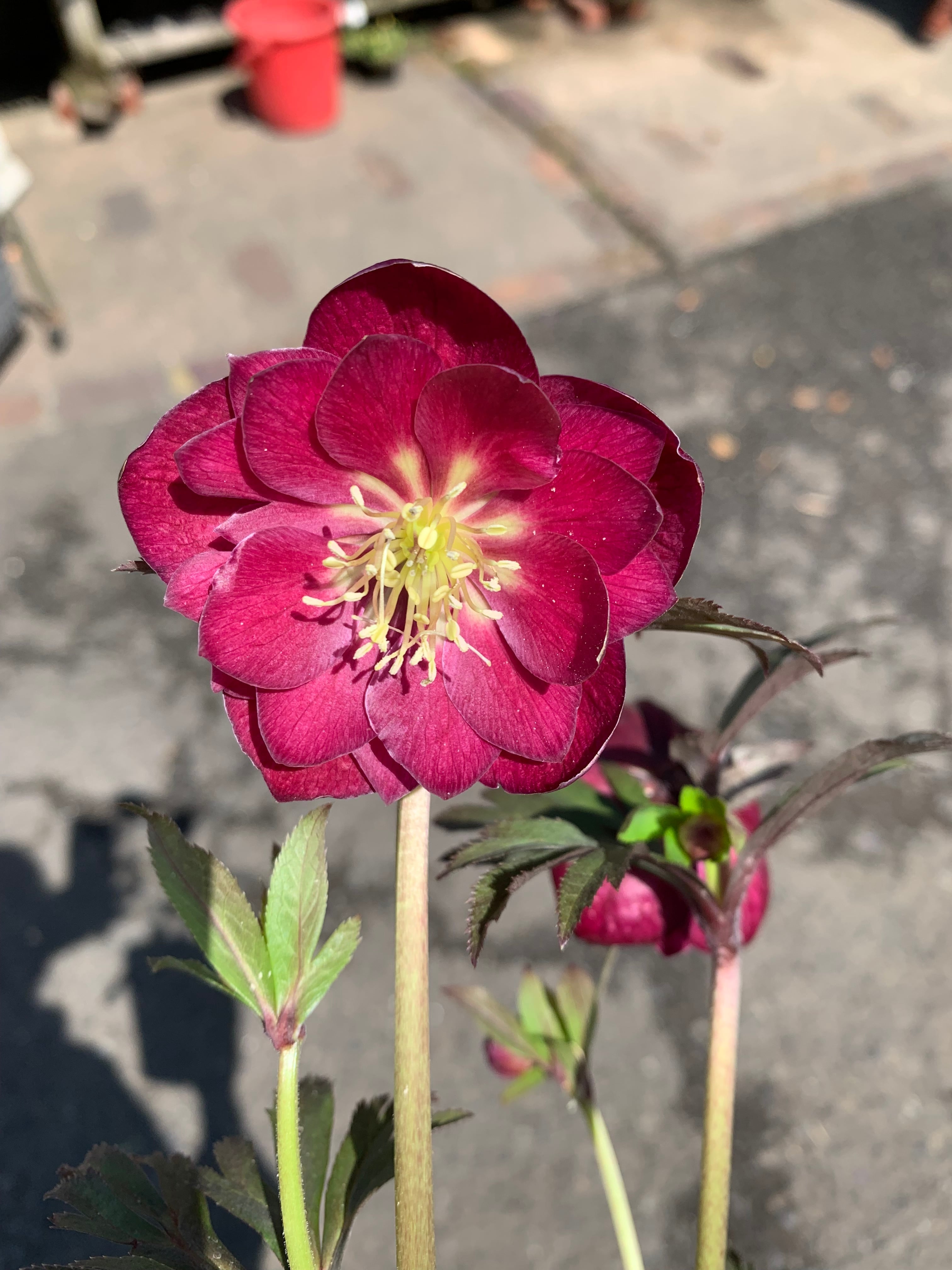 超希少‼️⑨加藤農園さんのプレミアムクリスマスローズ キラメキ