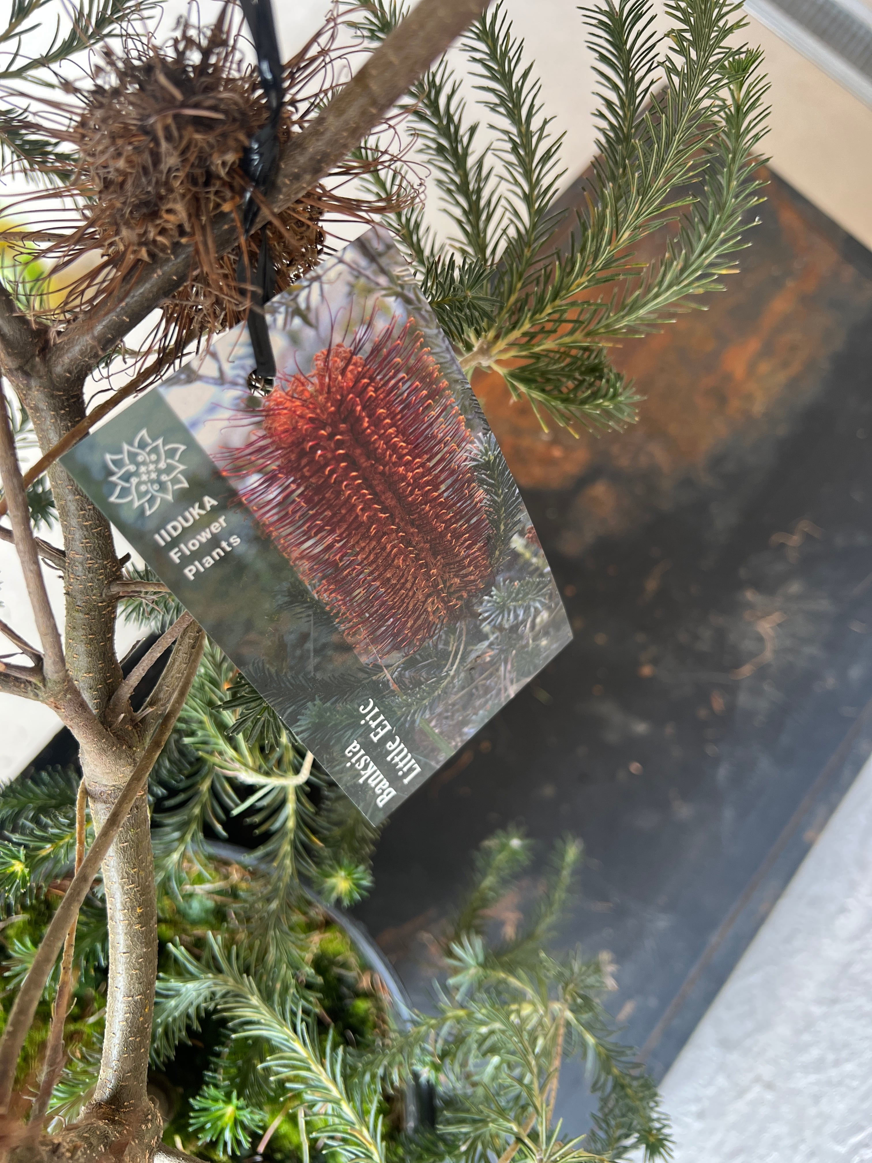 バンクシア リトルエリック | 沼ノ上農園