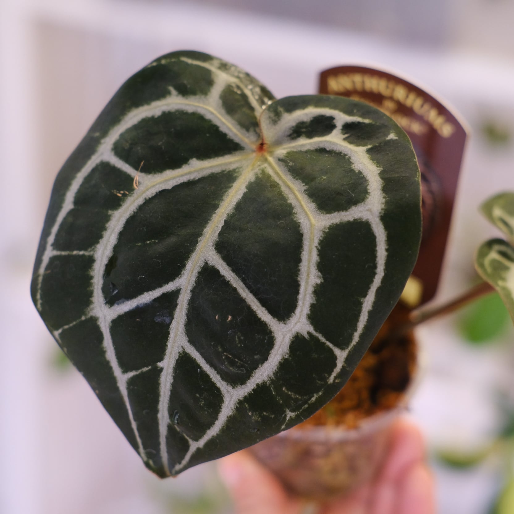 正規タグ】Anthurium 'Michelle' by DOC BLOCK⑭ / アンスリウム