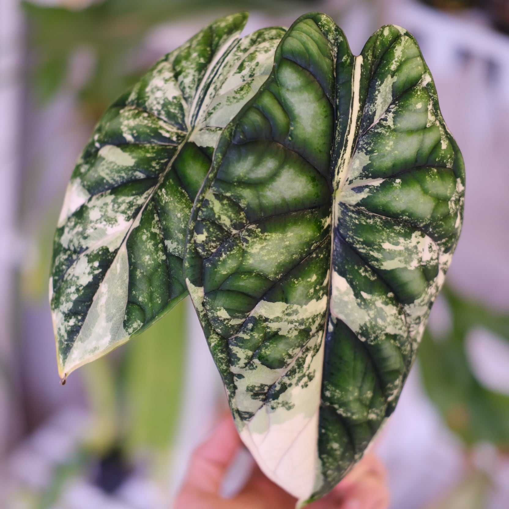 アロカシア / Alocasia | tokyoplants / 観葉植物専門店