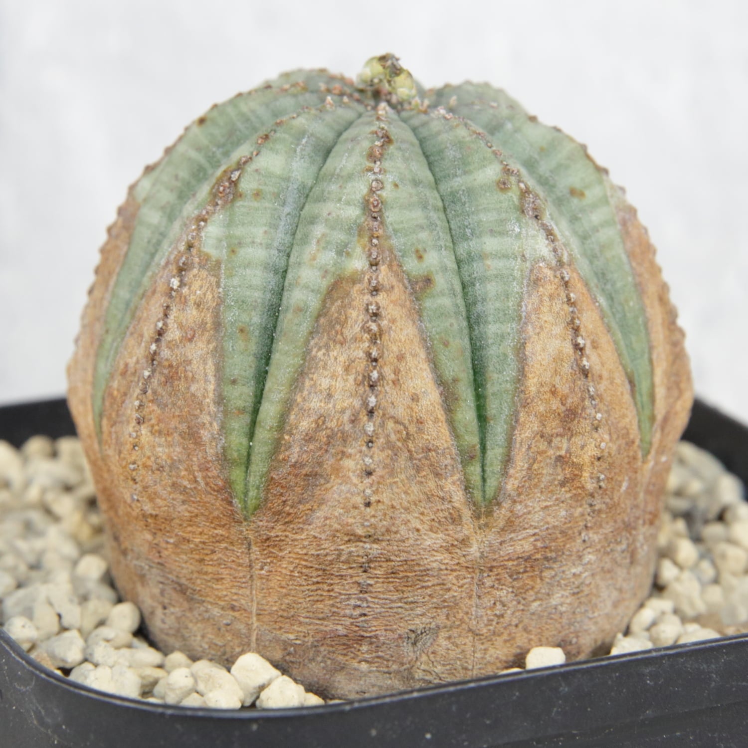 メス株 美模様 木質化 まん丸 オベサ / ユーフォルビア | LIGHTHOUSE