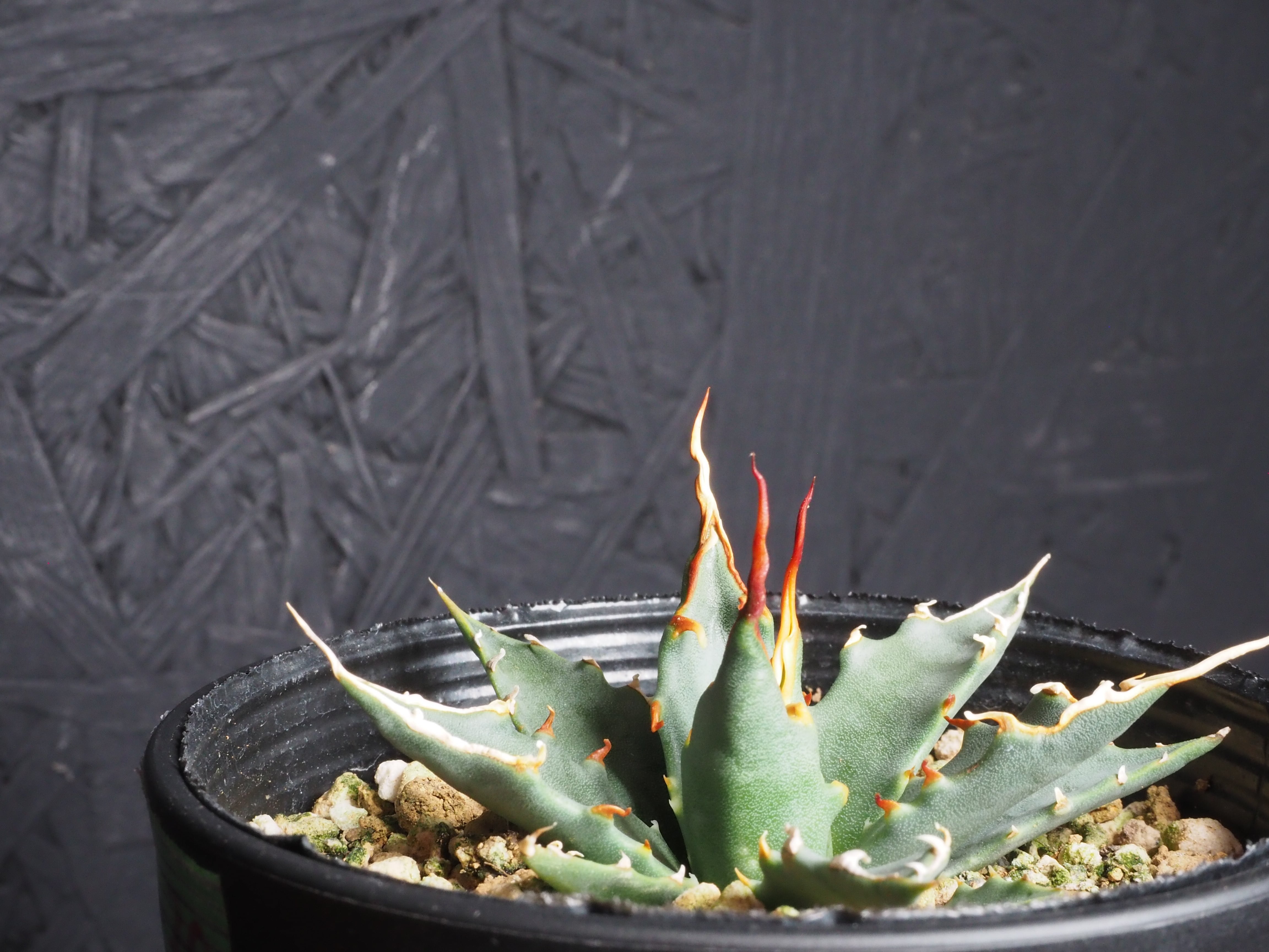 アガベ エボリスピナ 実生 陽炎 コンパクト D1 鉢ごと アガベ