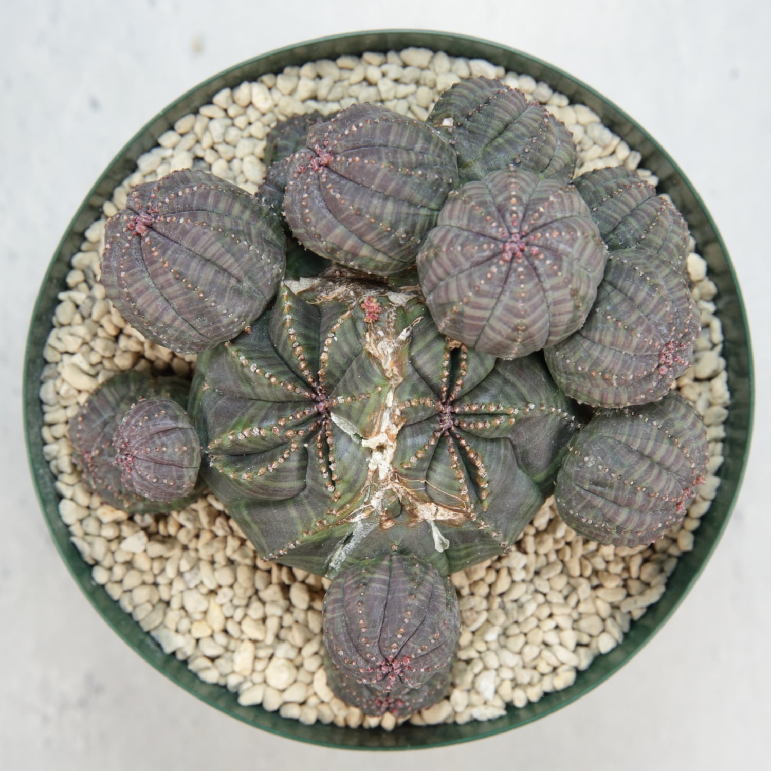 超厳選株】大株 最大幅 約10cm 仔吹き 捻じれ 円扇石化 オベサ